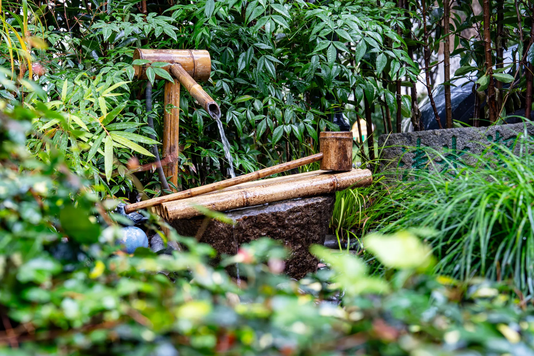 A bamboo spout filling a stone basin among ferns and bamboo in a garden