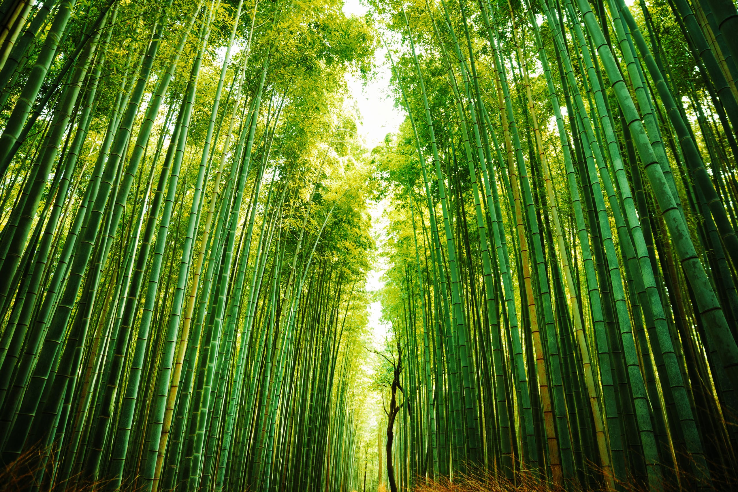 Tall bamboo rising to the light, seen from below in a grove at Arashiyama