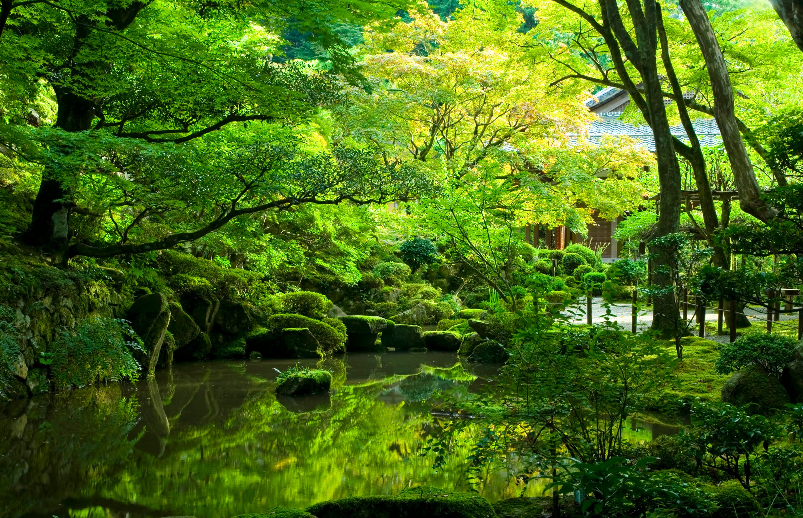 A quiet green maple and moss garden