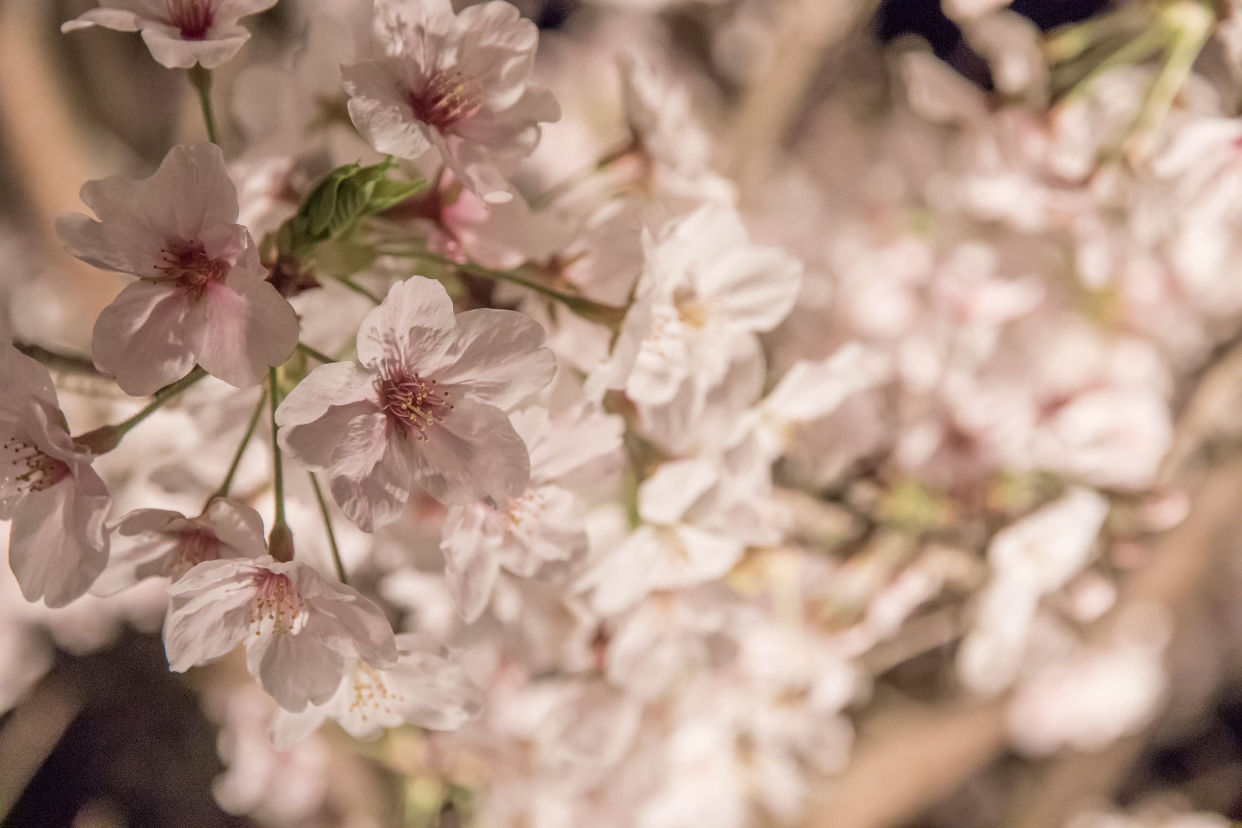 Pale cherry blossom in flower at night, the petals lit softly against the dark
