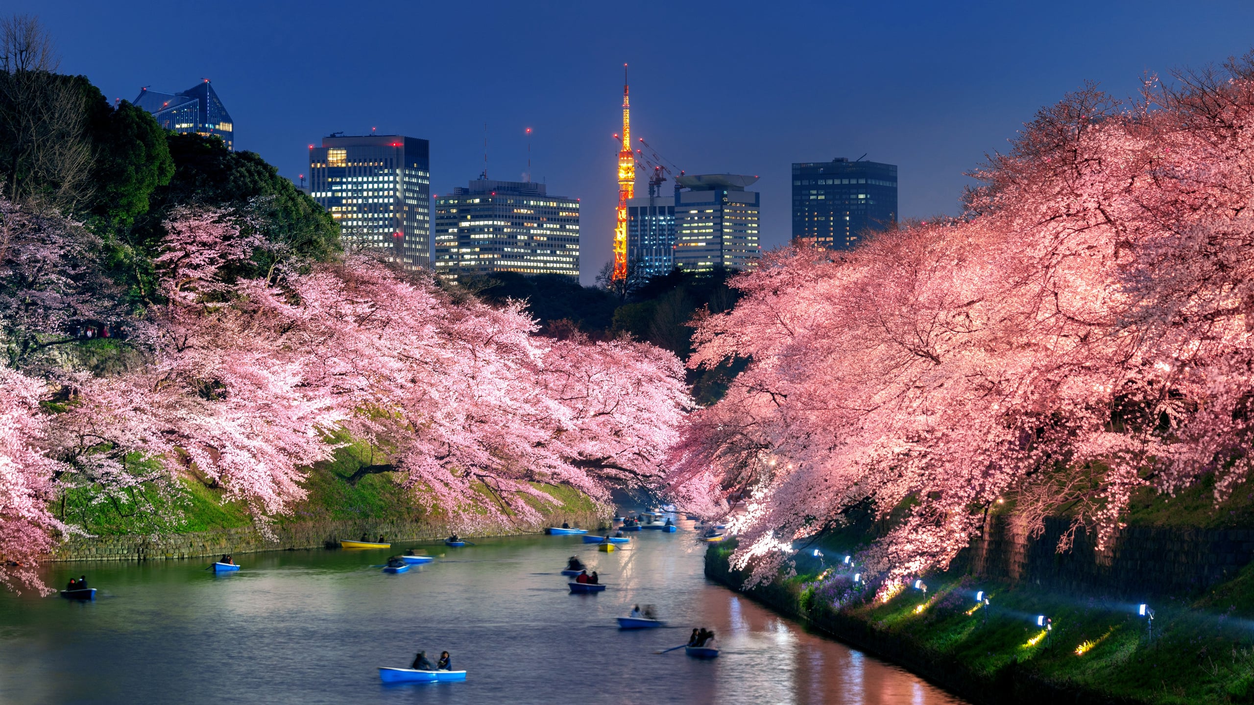 Cherry trees lit at night along the stone moat of Chidorigafuchi, Tokyo, rowboats on the water and Tokyo Tower beyond