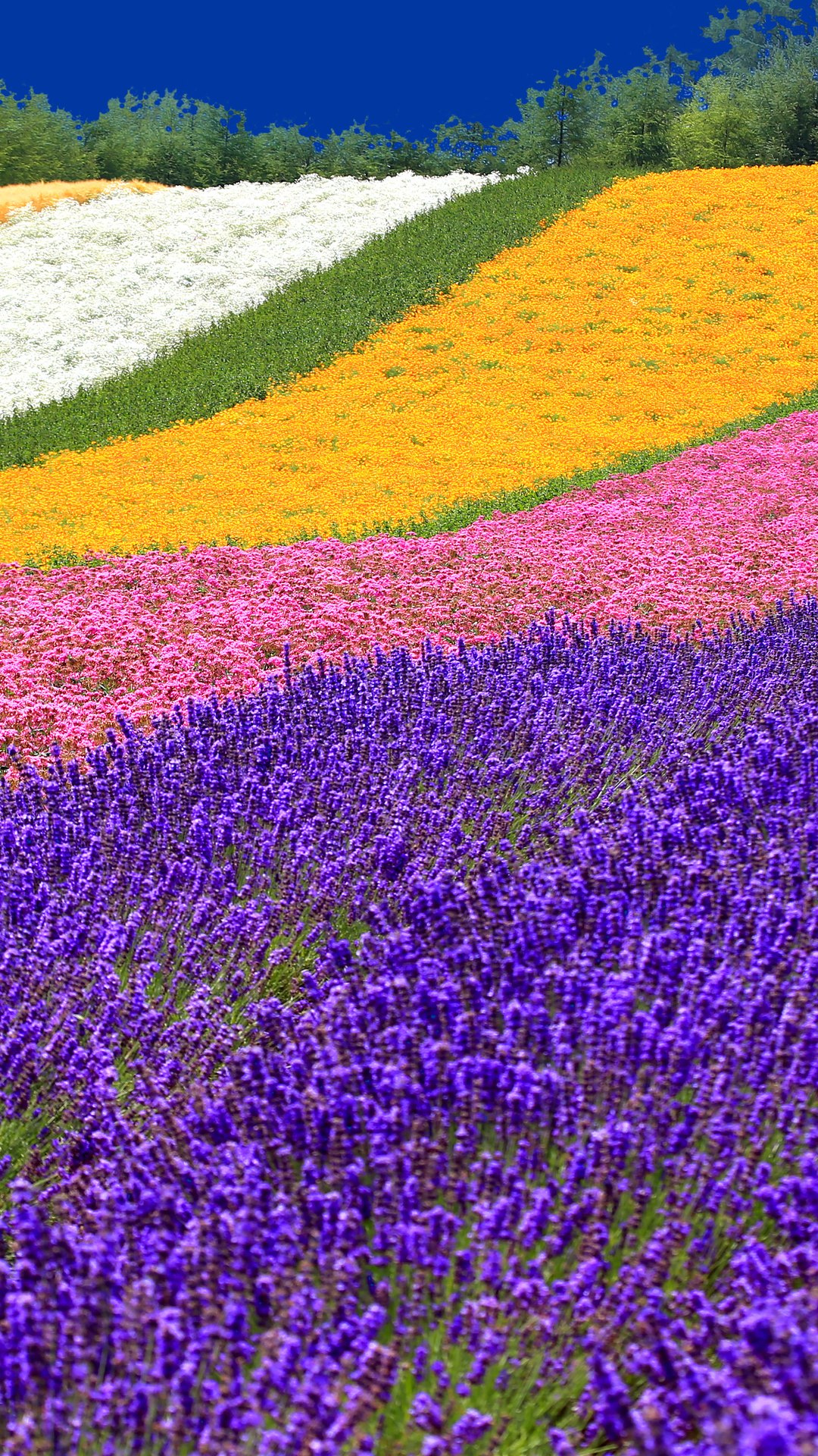 Bands of purple lavender and red, white and yellow summer flowers running across a hillside field