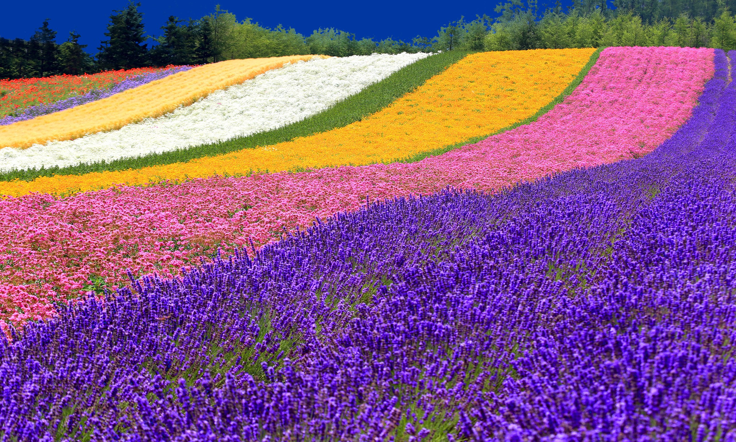 Rows of lavender leading to bands of pink, gold and white flowers at Farm Tomita, Furano, Hokkaido