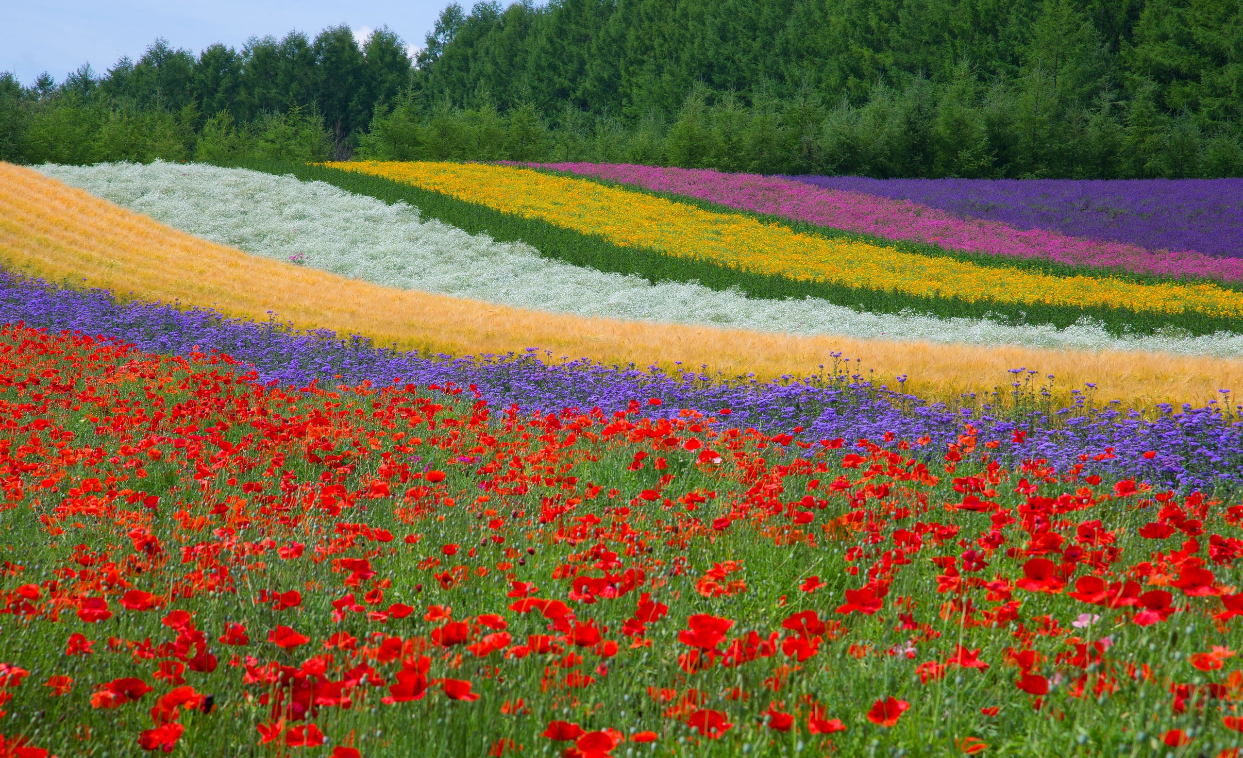 Rainbow rows of flowers and red poppies on the hillside of Farm Tomita, Furano, Hokkaido, in high summer