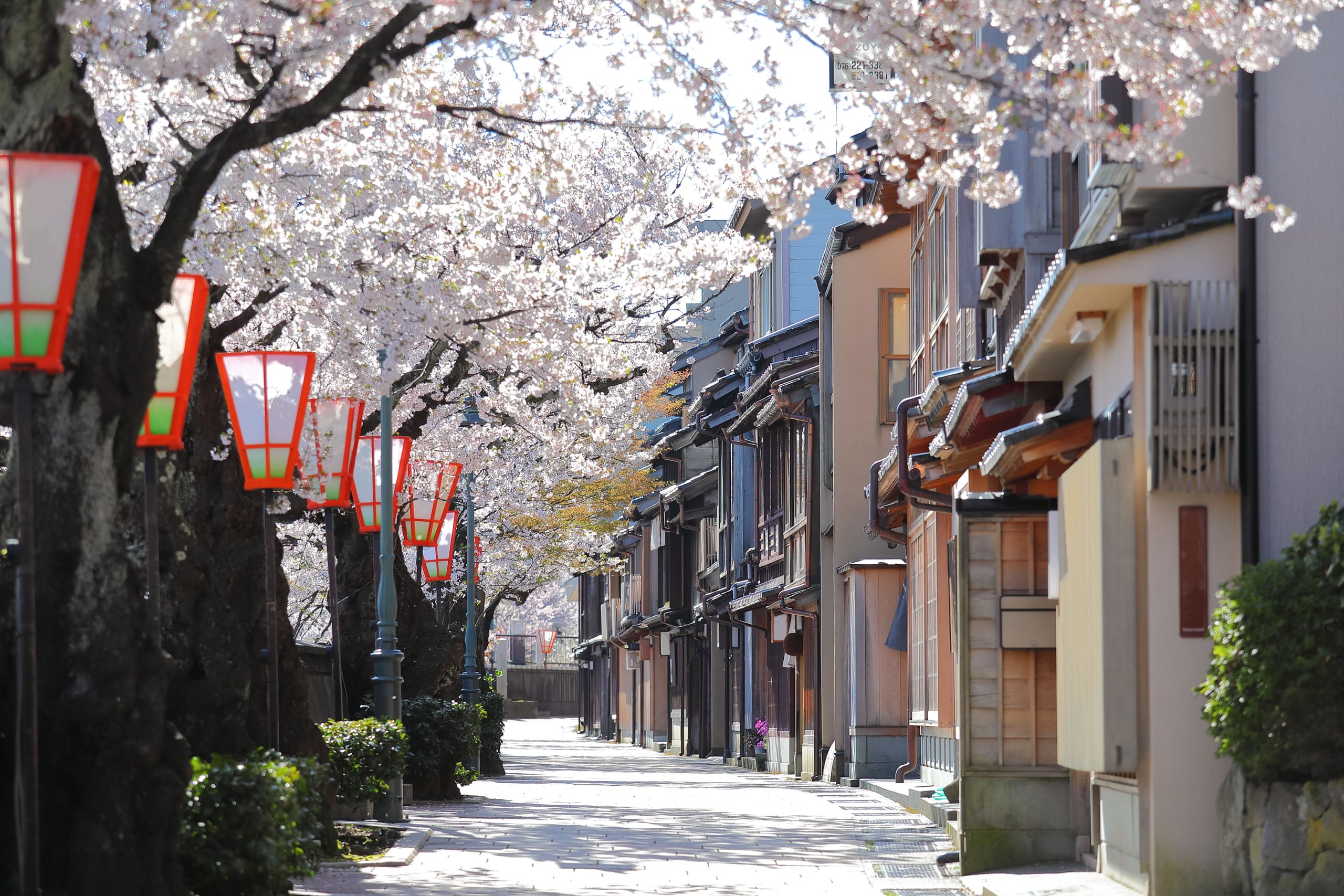 Red paper lanterns and cherry trees in blossom along the empty teahouse street of Higashi Chaya, Kanazawa, in spring