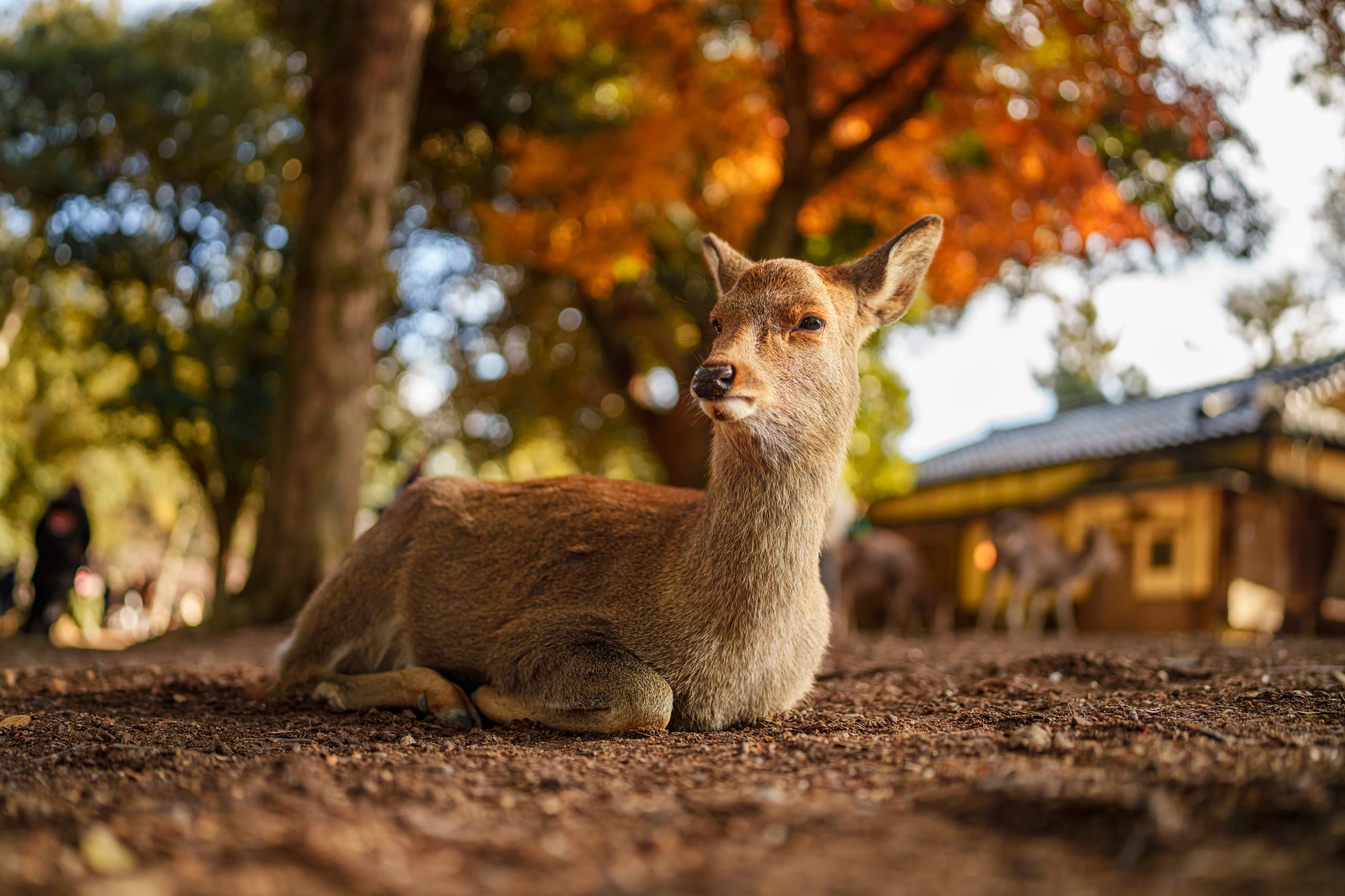 A sika deer resting beneath glowing autumn maples, Nara