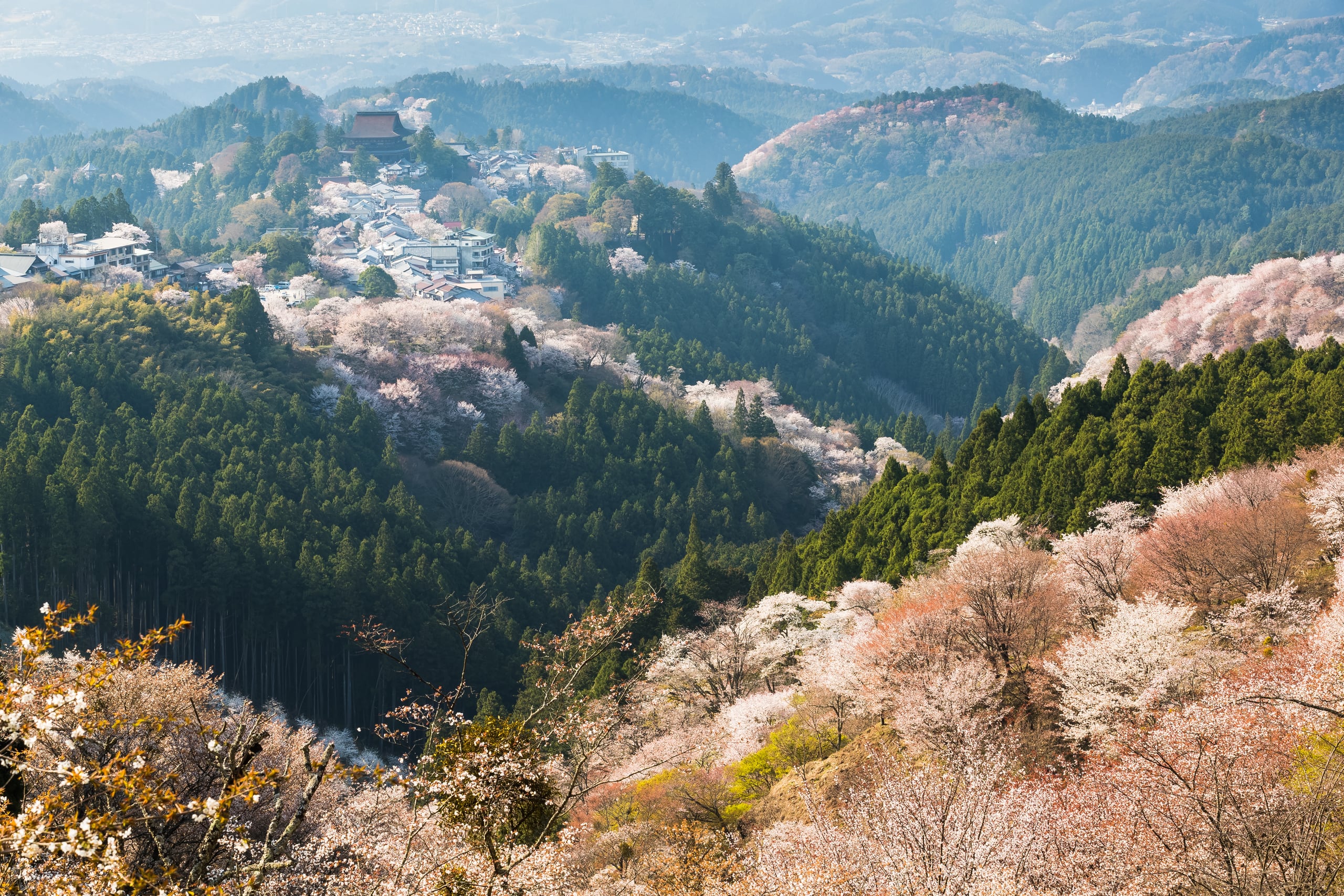 A forested mountain valley scattered with wild cherry in blossom, Mount Yoshino, Nara