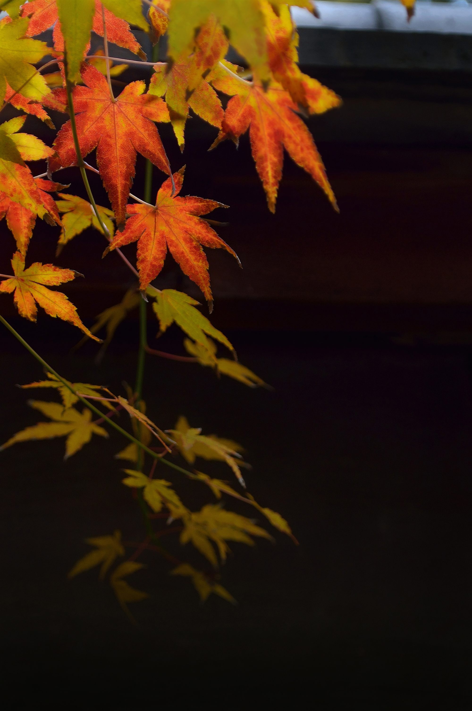 Maple leaves turning orange and gold, lit from behind against a dark ground