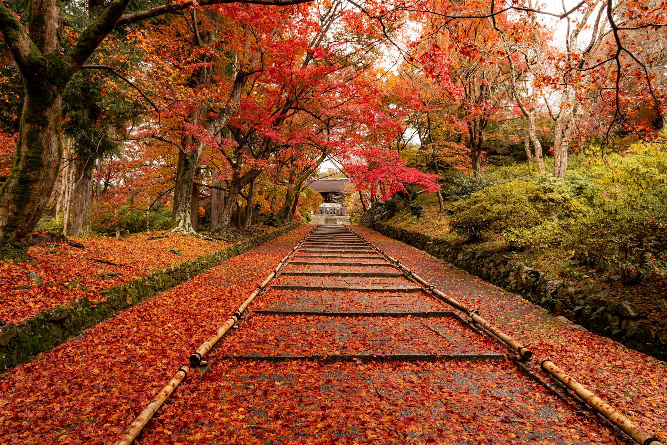 Old railway tracks running under a canopy of red and orange maples, fallen leaves across the rails