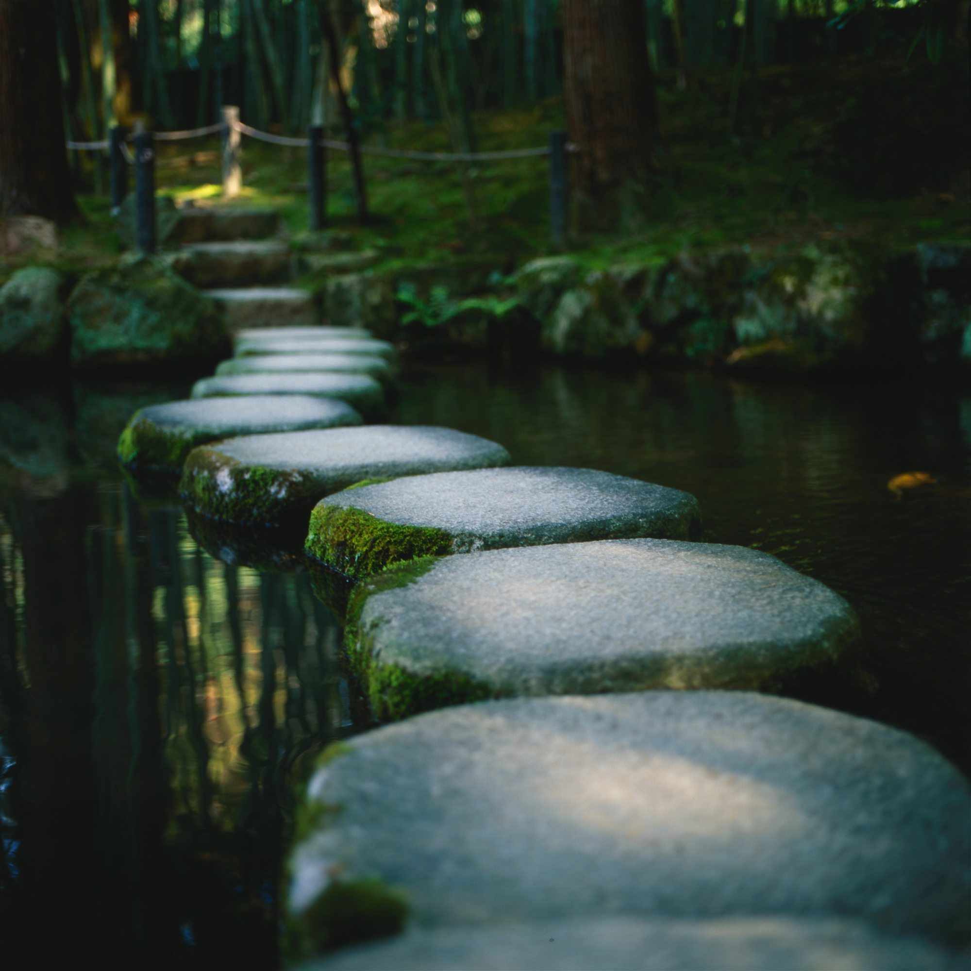 Round stepping stones crossing still water through a mossy garden