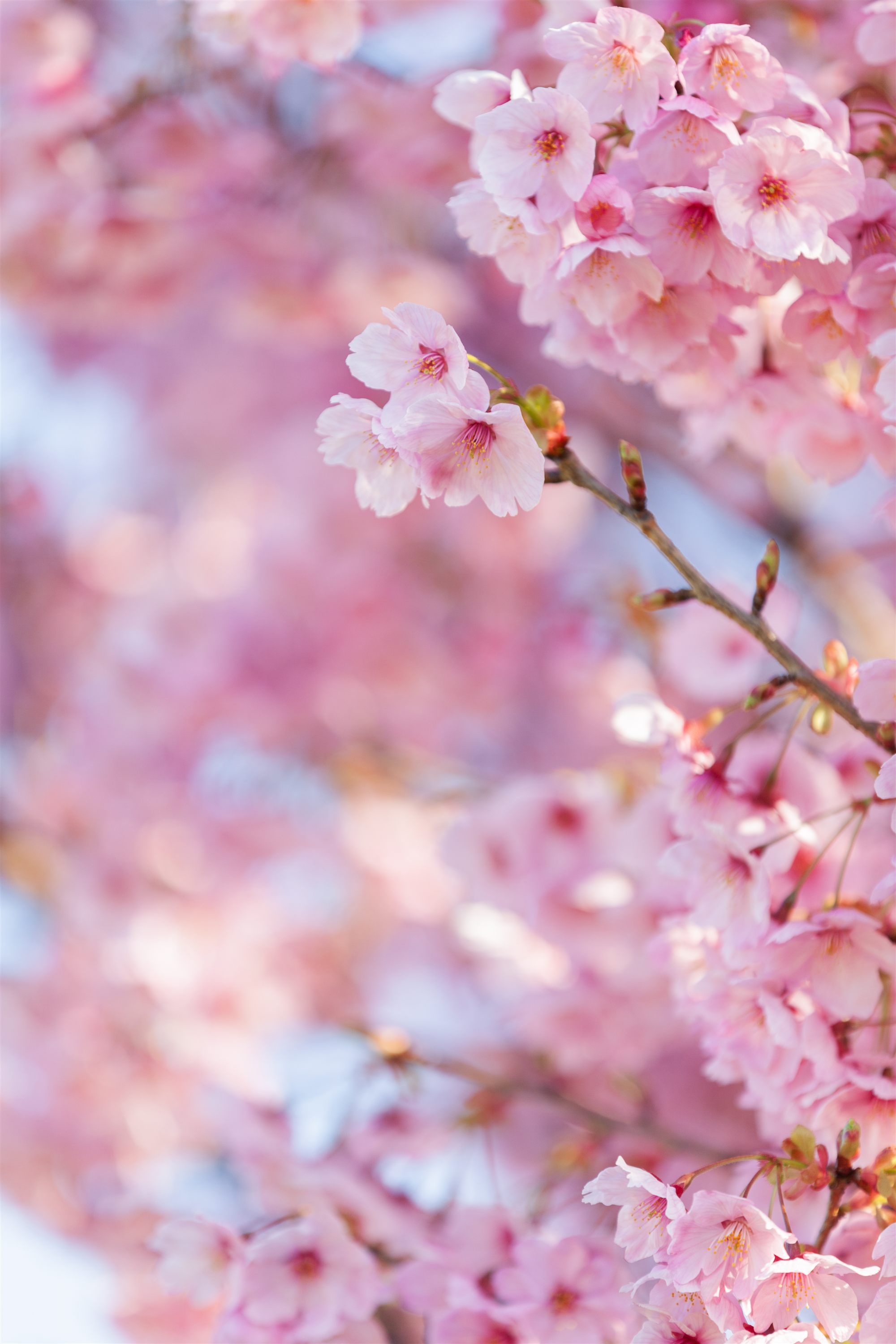 A close view of soft pink cherry blossom clusters against a pale sky