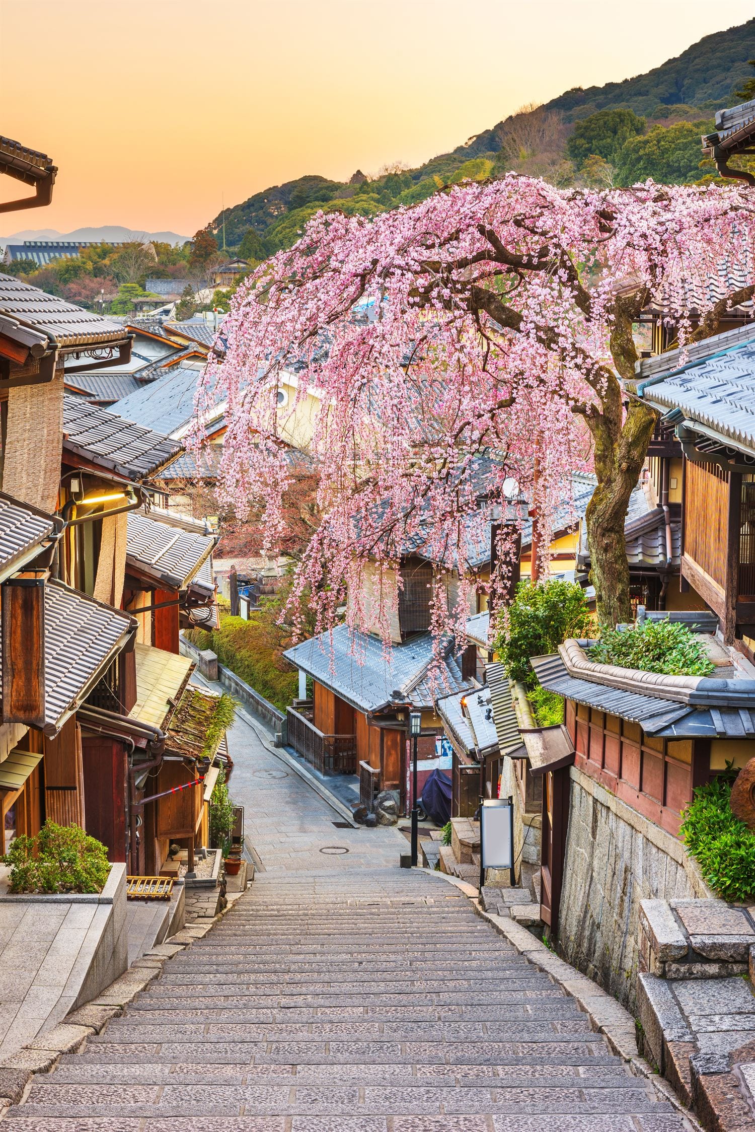A weeping cherry tree in bloom over a quiet stone-stepped lane
