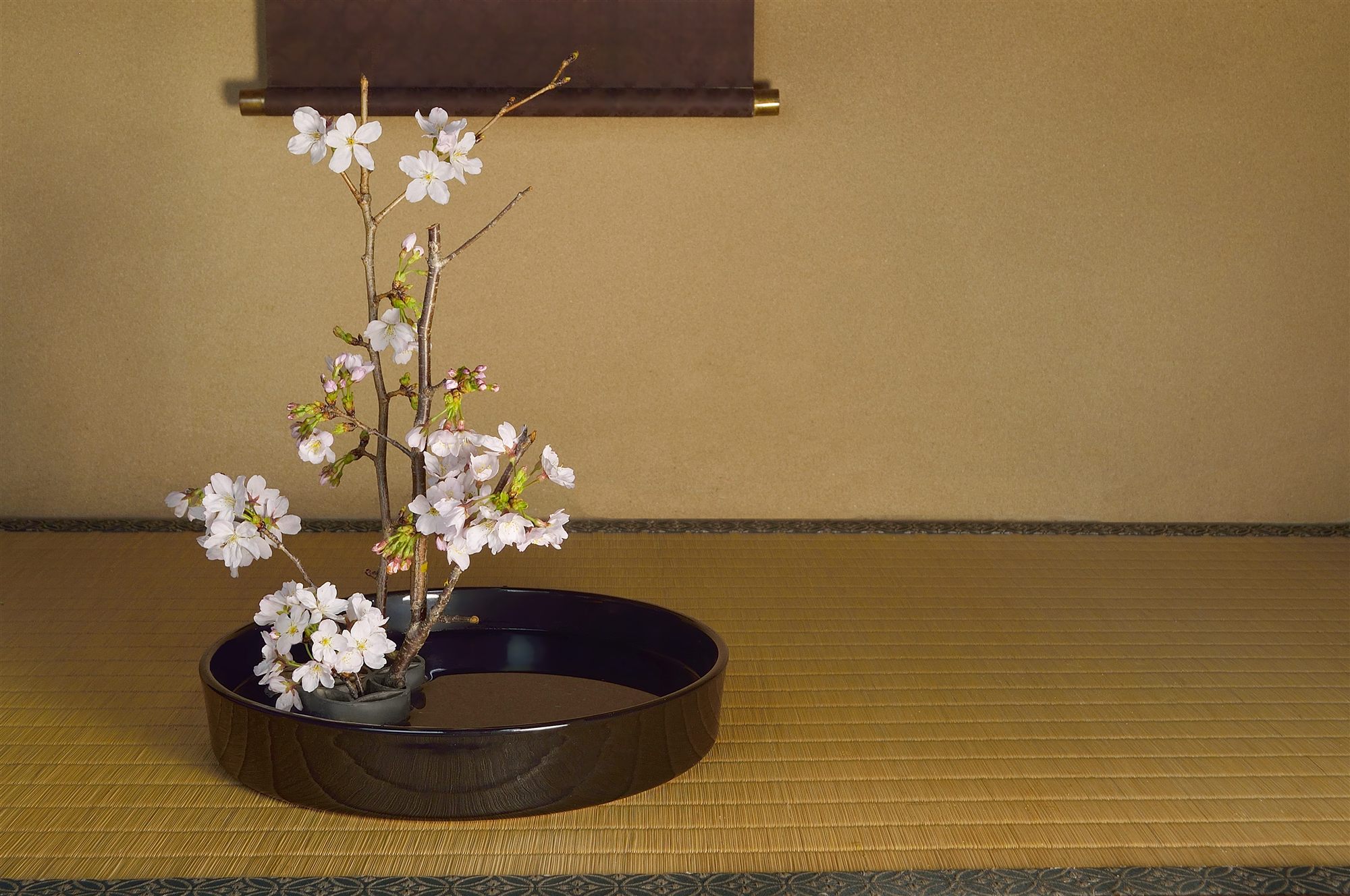 A cherry blossom branch arranged in a dark lacquer tray on tatami