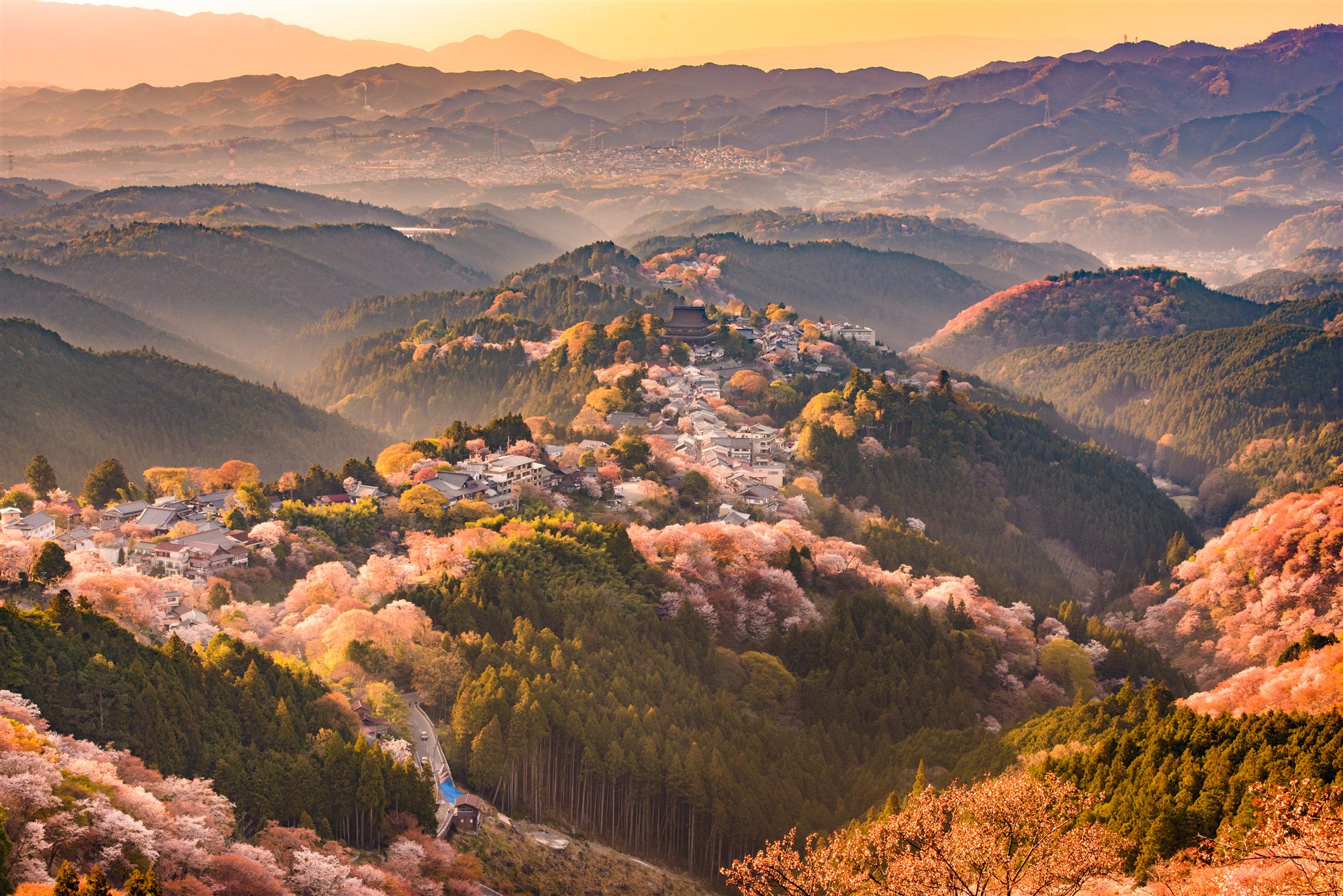 A hillside village among thousands of cherry blossoms in morning mist