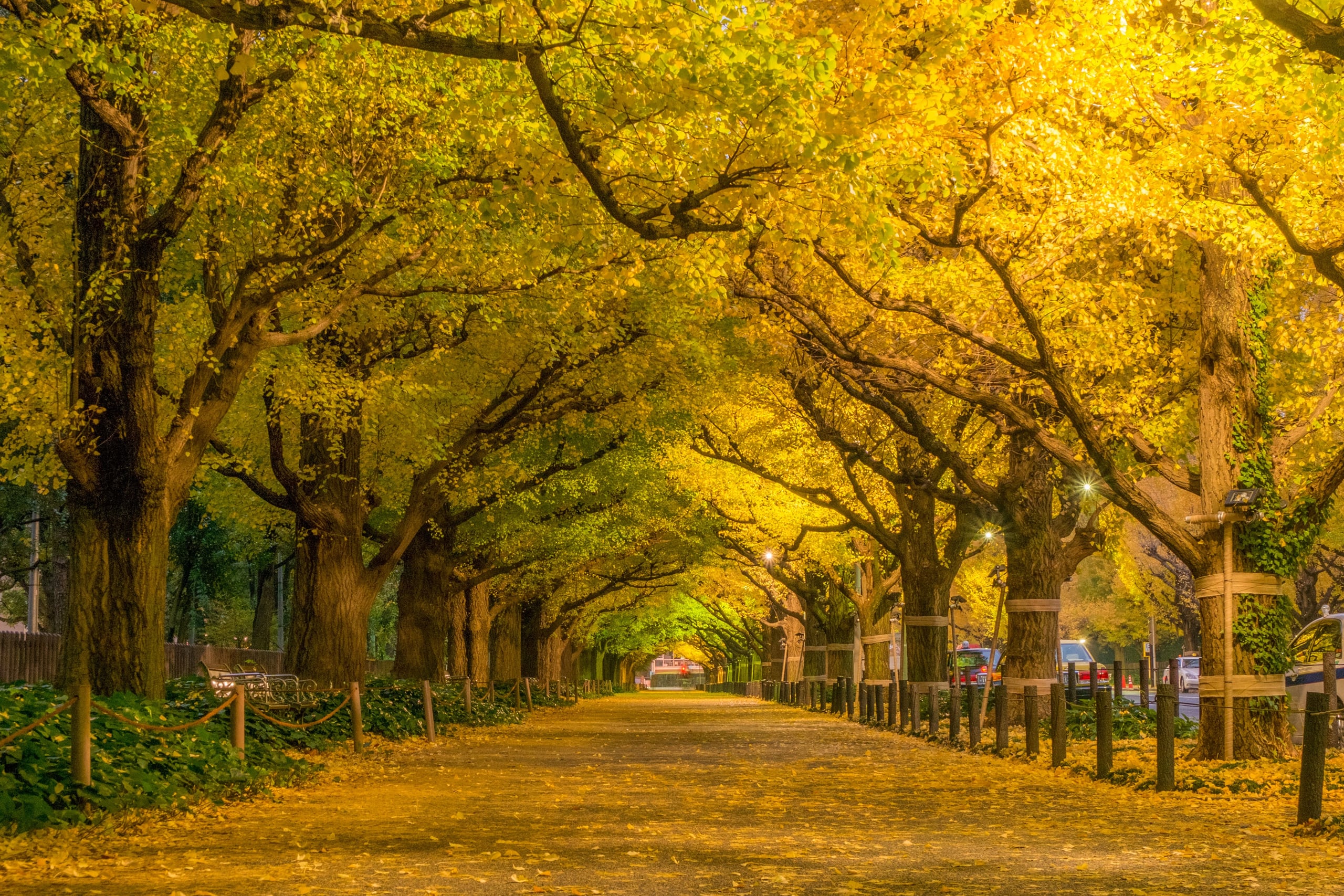 A tapering avenue of ginkgo trees in full gold, the Icho Namiki at Meiji Jingu Gaien, Tokyo