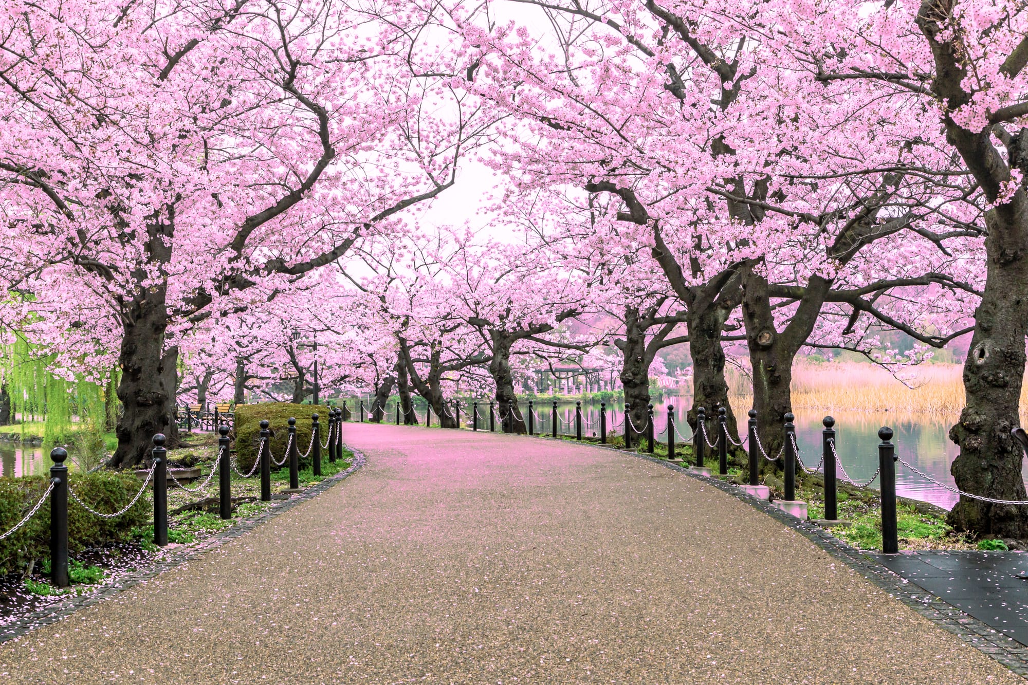A gravel path running between two rows of cherry trees in full bloom beside a still pond, fallen petals pink on the ground and black chain posts along the edge