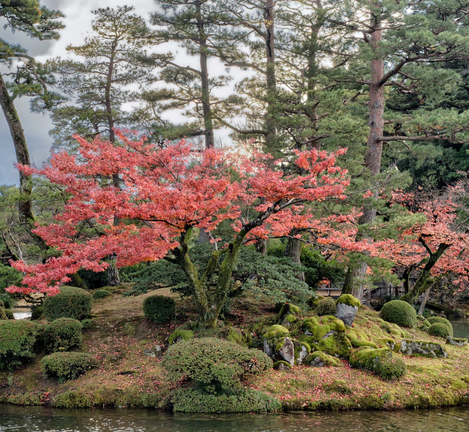 A Japanese maple in full red autumn colour on a moss-covered island in a garden pond, tall pines behind it and fallen leaves on the moss