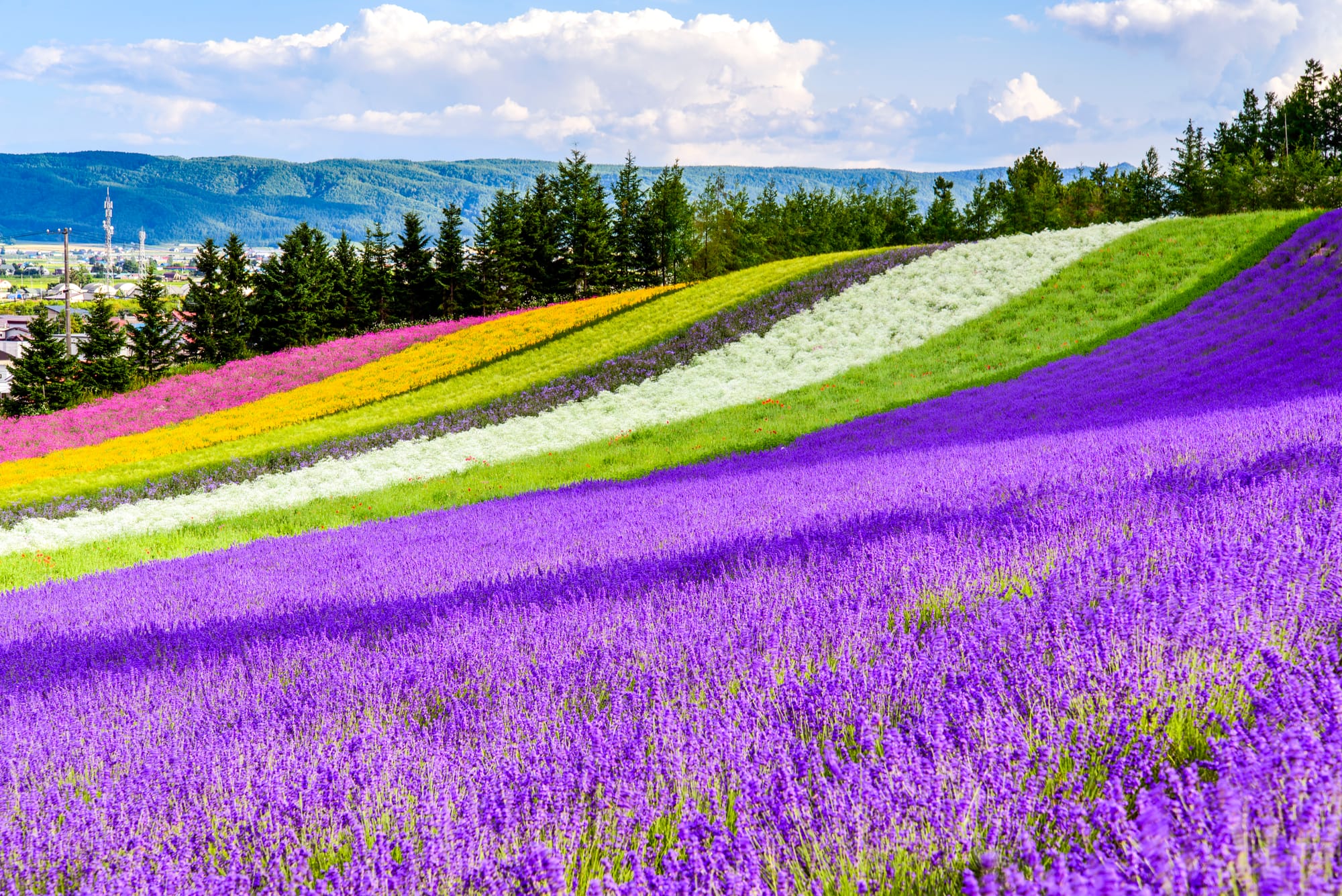 Diagonal stripes of purple, white, yellow and pink flowers on a hillside above Biei, framed by conifers and distant hills