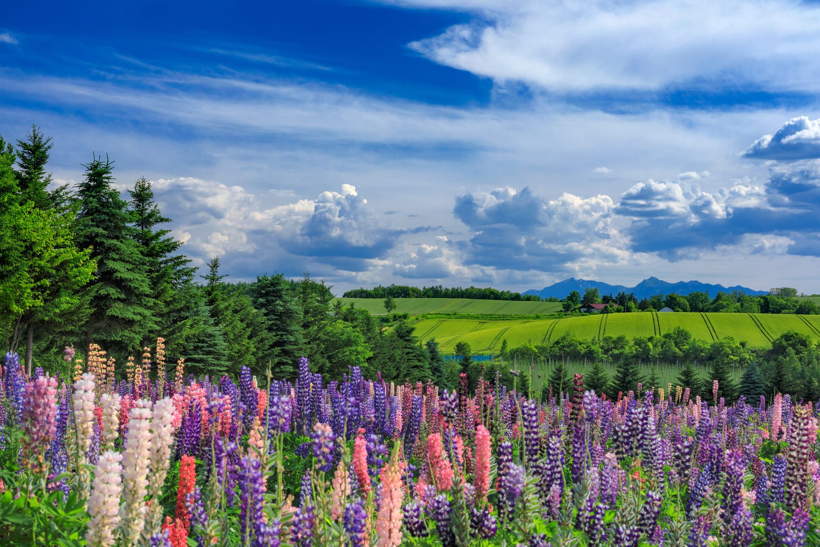 Rows of pink, cream and violet lupin flowers climbing a slope near Kamifurano with mountains behind