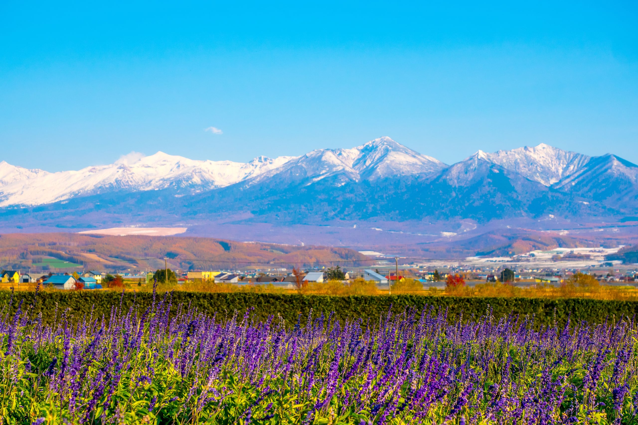 Rows of purple salvia in a field below the snow-streaked Tokachi range, Furano