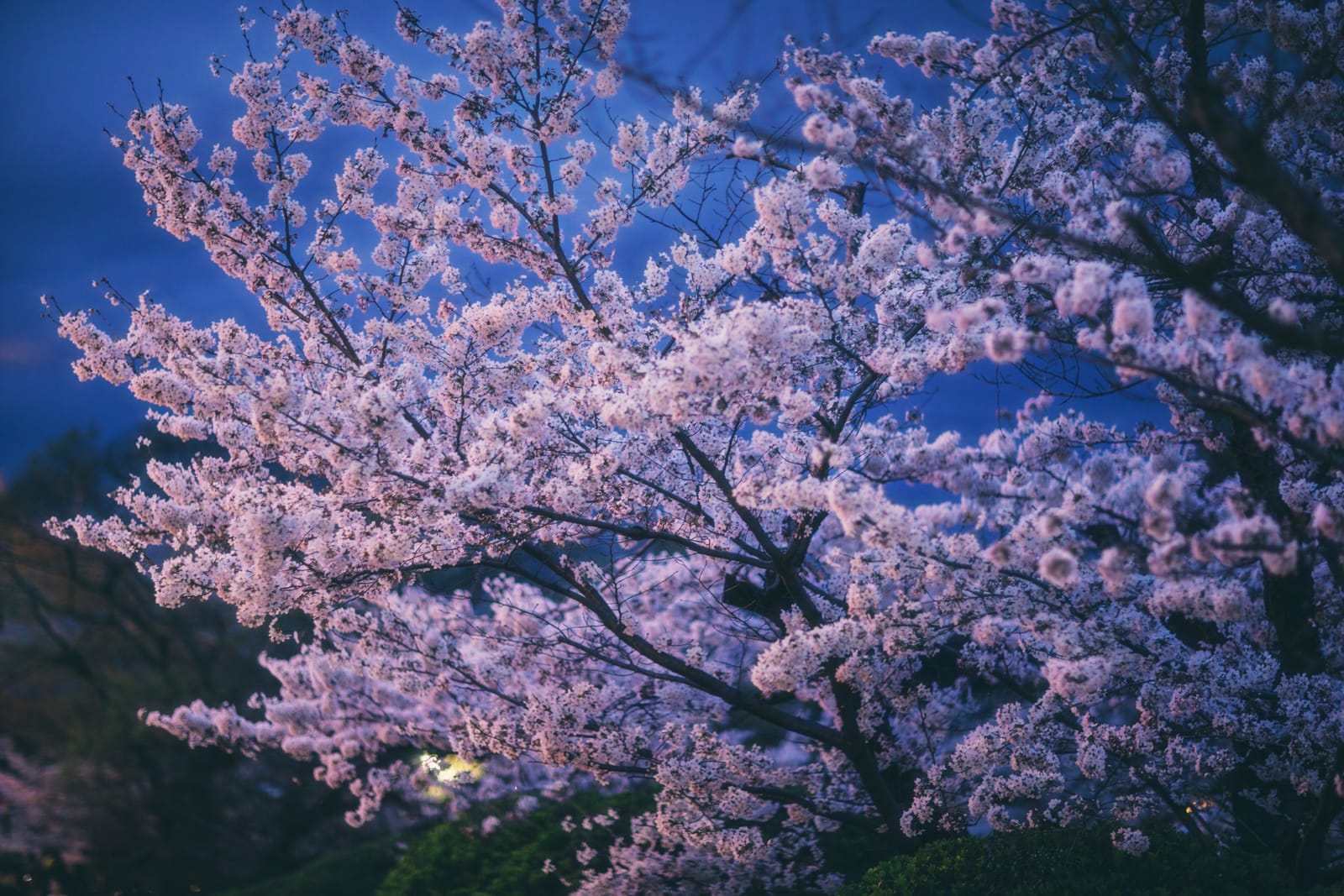 Cherry blossom branches in full bloom lit against a dark blue evening sky, with no one beneath the tree
