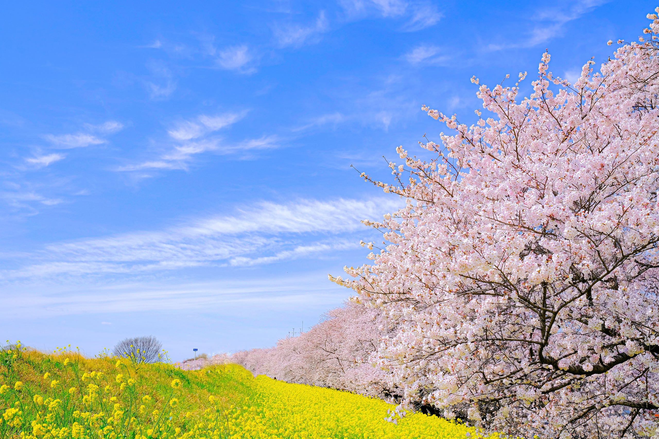 A line of cherry trees in full bloom above a field of yellow canola under a blue sky