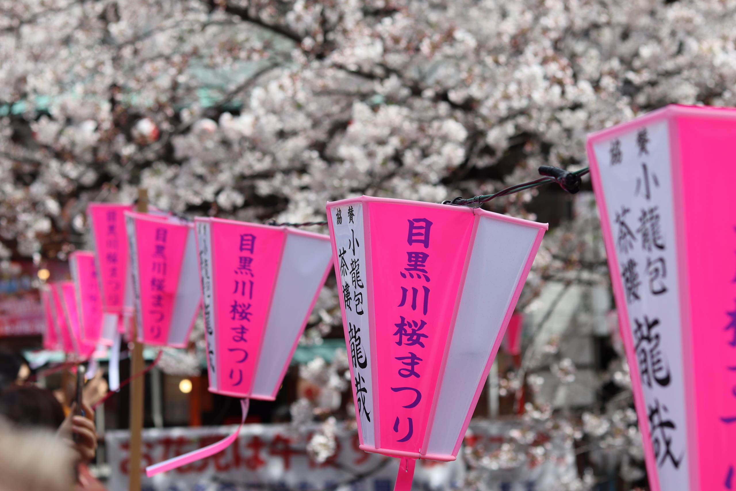 Pink paper bonbori lanterns of the Meguro River cherry blossom festival hung beneath cherry trees in full blossom, Tokyo