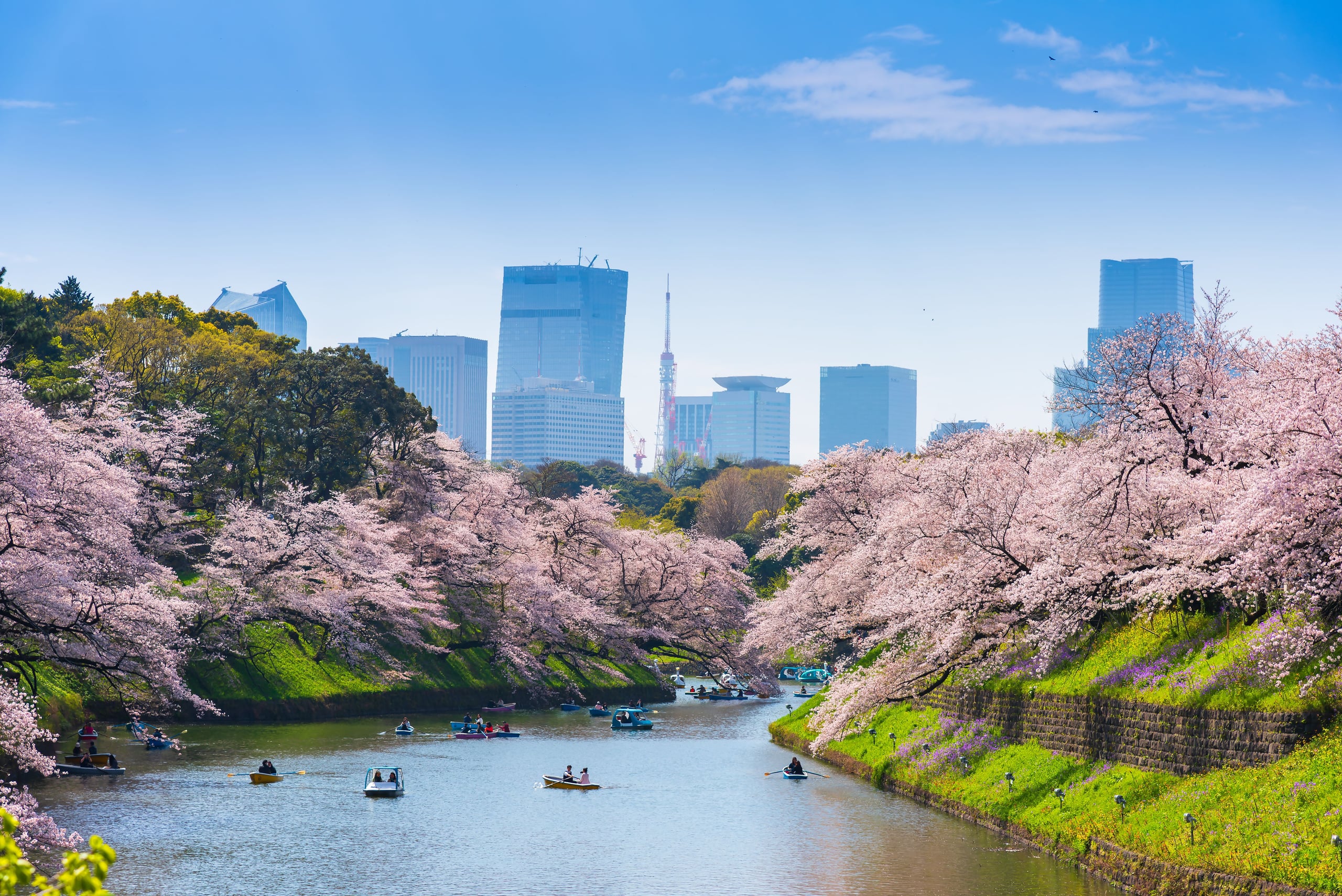 Rowboats on the stone-walled moat of Chidorigafuchi beneath cherry trees in blossom, Tokyo, by day