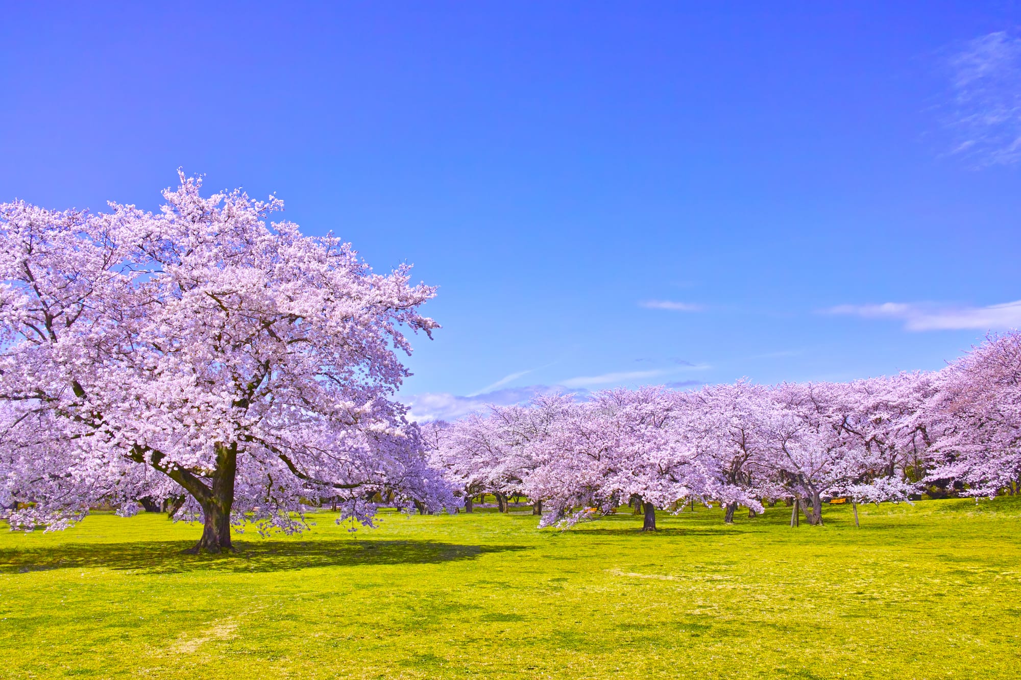 Mature cherry trees in full bloom scattered across an open grass lawn under a bright blue sky