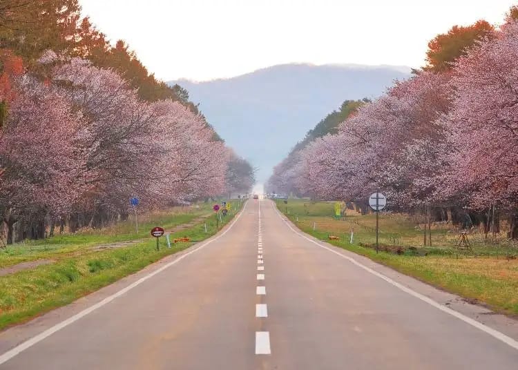 A straight road lined with mature cherry trees in full bloom, leading toward misty hills in Hokkaidō