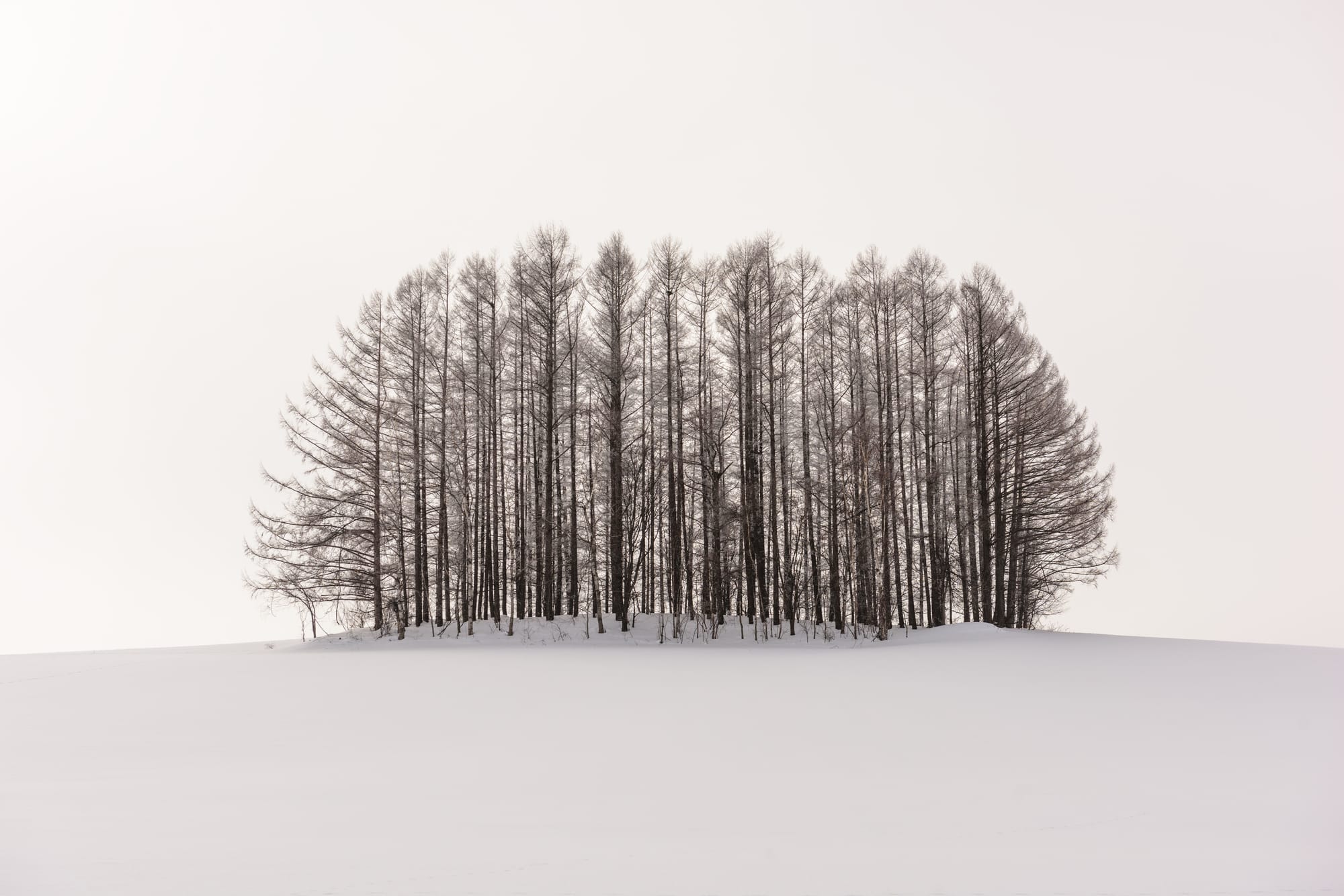 A dense grove of bare trees standing in a wide, untouched snowfield under a pale winter sky