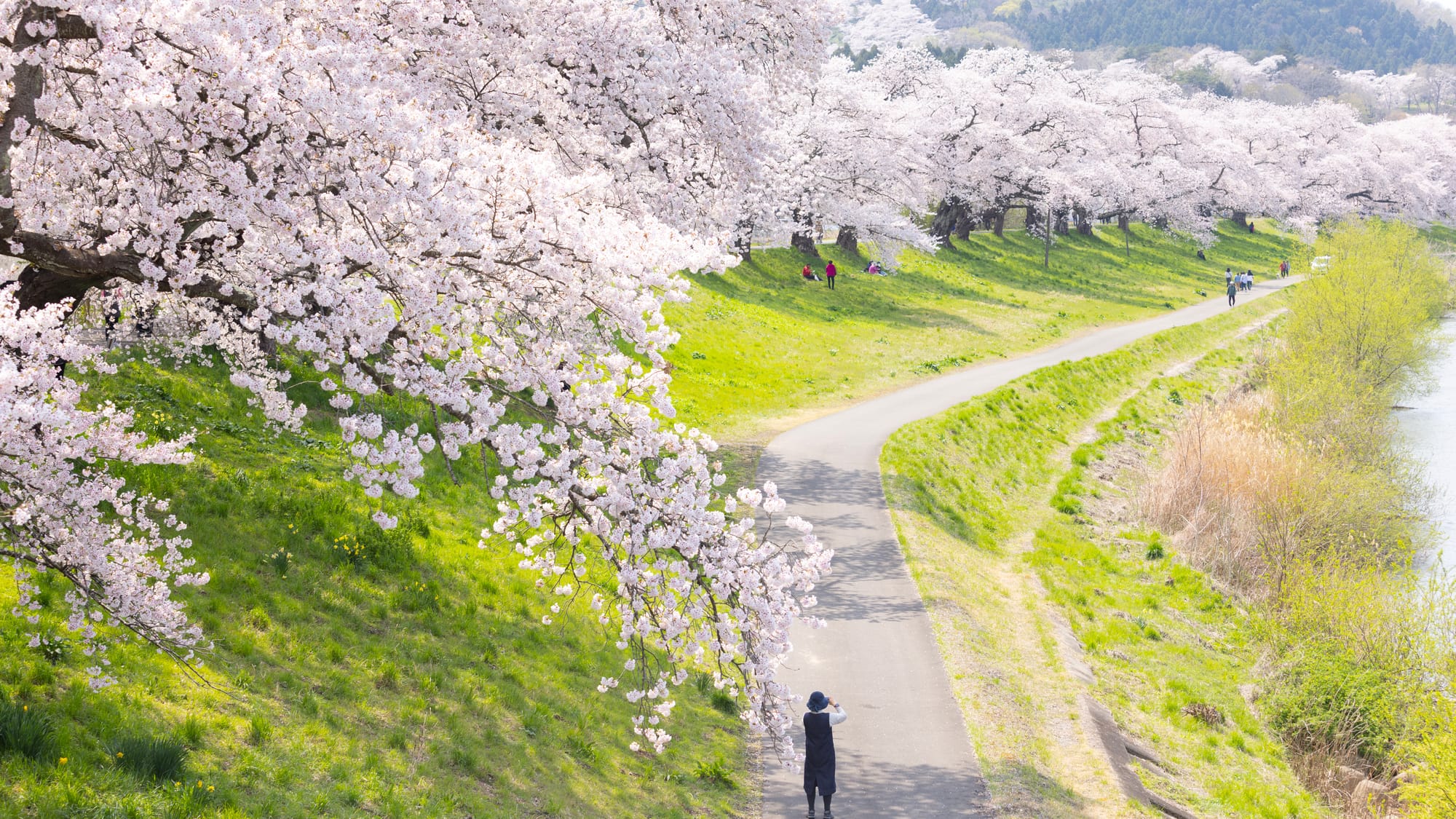 A lone figure photographs a long riverside avenue of cherry blossom trees in full bloom, with small groups seated on the grass beneath the canopy in the distance