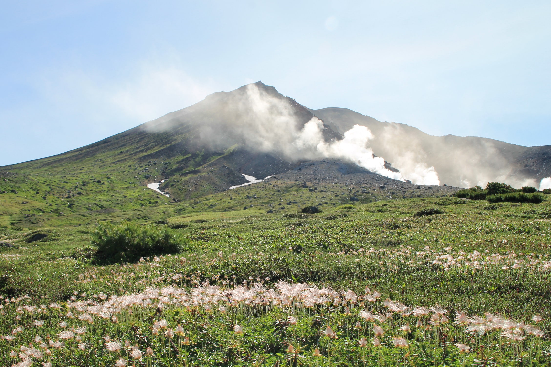 A meadow of chinguruma gone to feathery seed below Asahidake, steam rising from the fumaroles behind