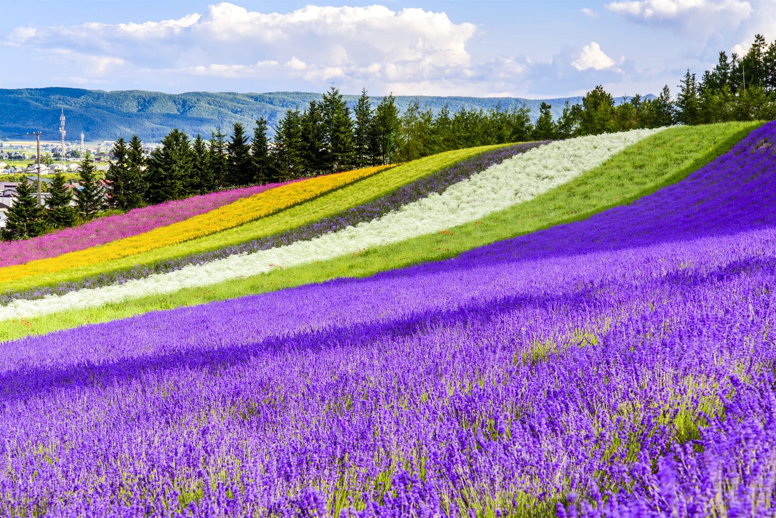Banded rows of purple, white, yellow and pink flowers climbing a hillside at Shikisai-no-Oka in central Hokkaidō