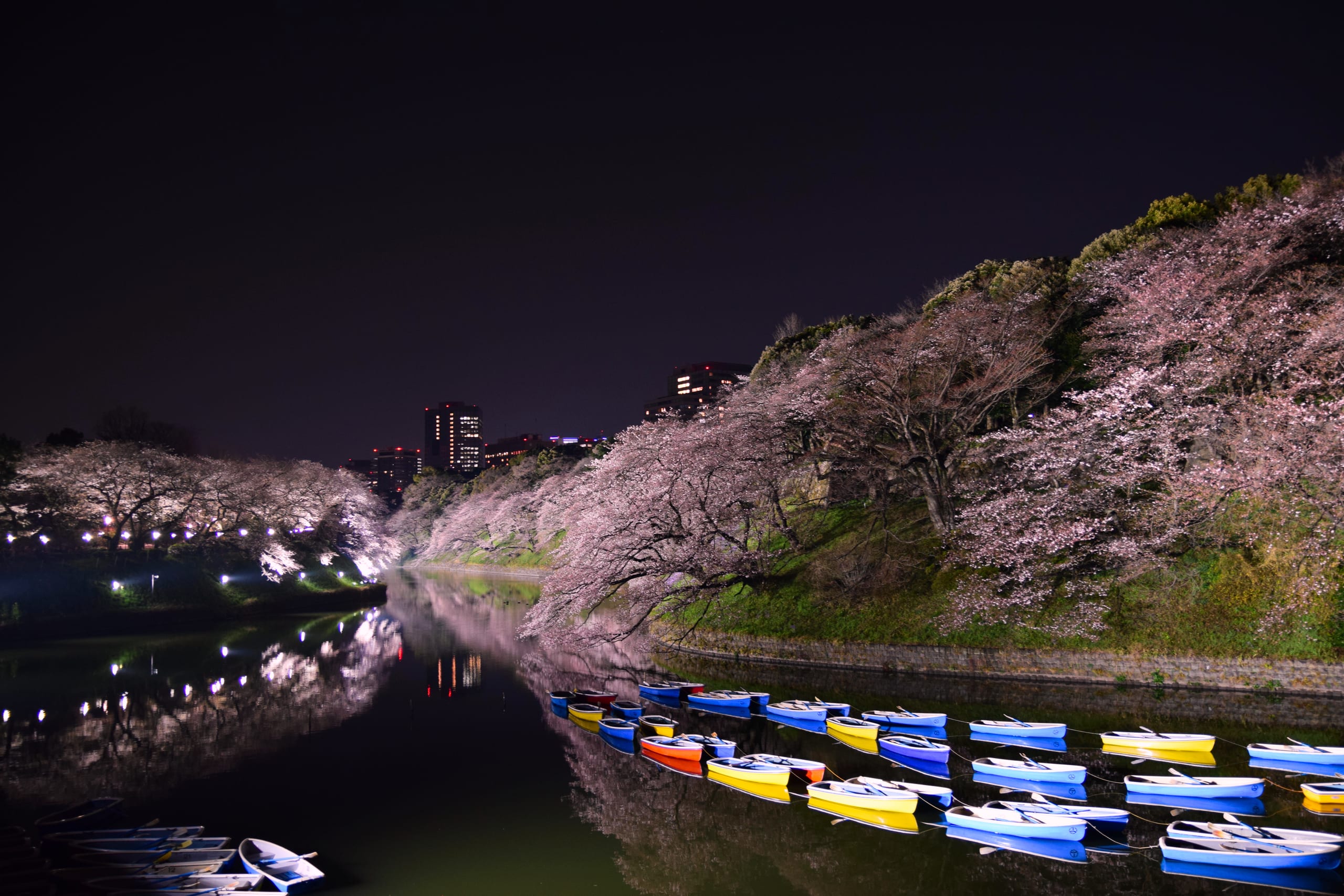Cherry trees lit after dark along the Chidorigafuchi moat in Tokyo, rowing boats moored on the still water below