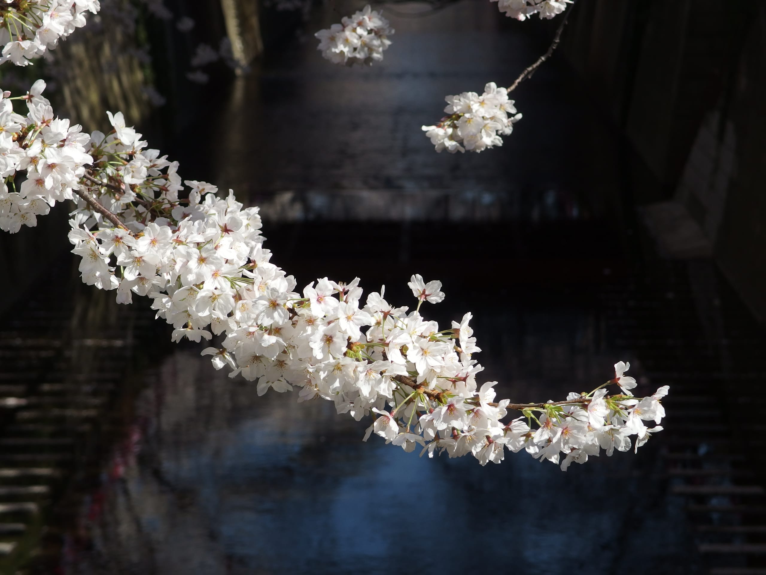 A branch of white cherry blossom reaching across the dark water of the Meguro river in Tokyo