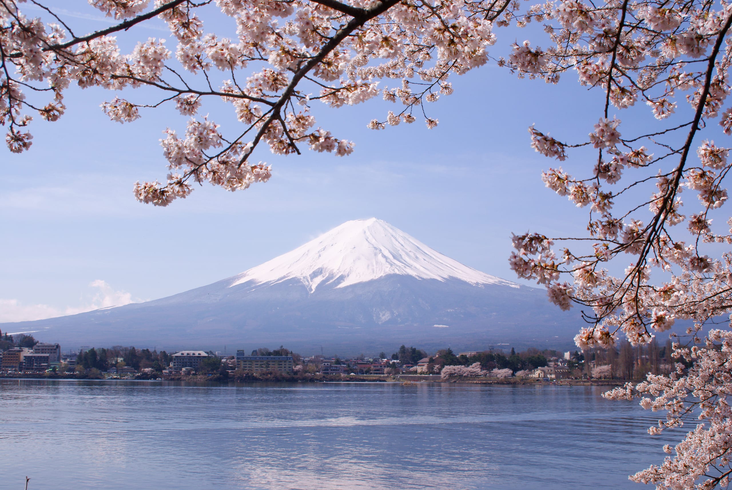 Snow-capped Mount Fuji across Lake Kawaguchi, framed by branches of cherry blossom in full flower