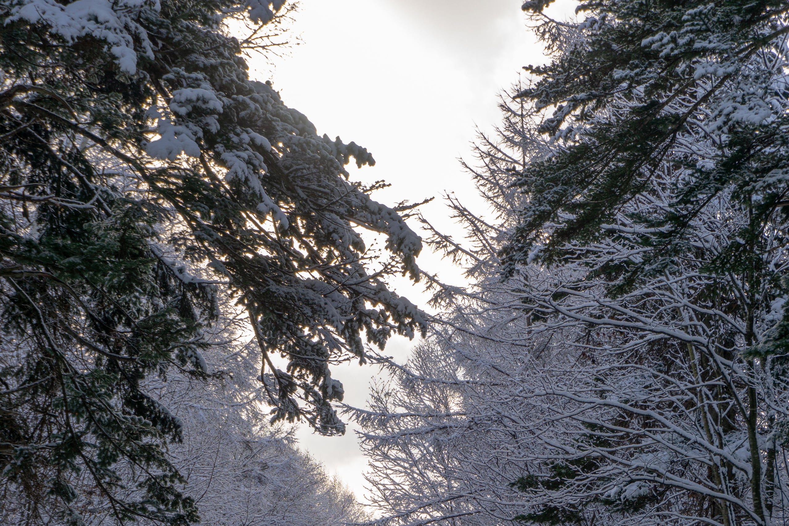 A woodland path through snow-laden trees under heavy frost