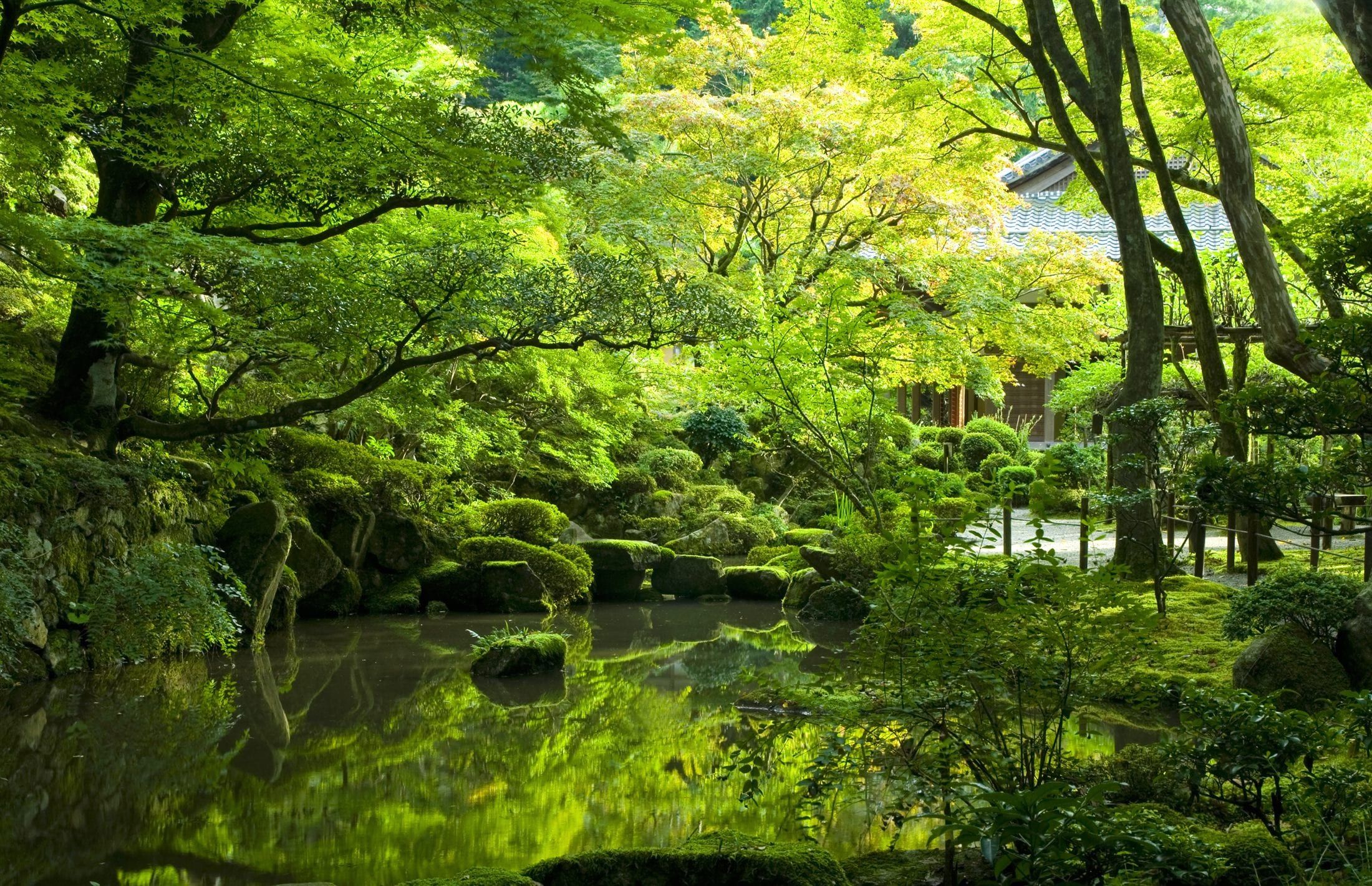 A moss garden pond beneath maple trees in fresh green leaf beside a wooden temple building