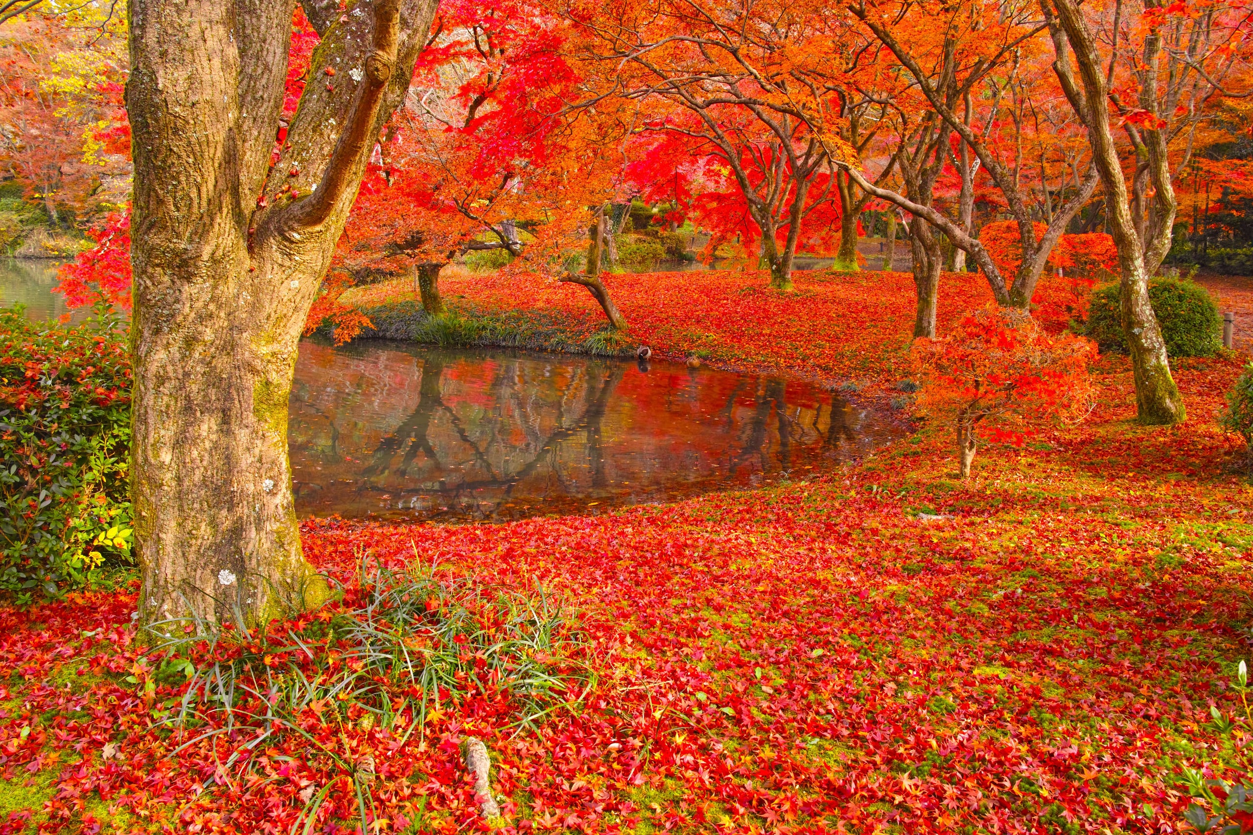 A garden pond in Kyoto edged by a thick carpet of fallen red maple leaves