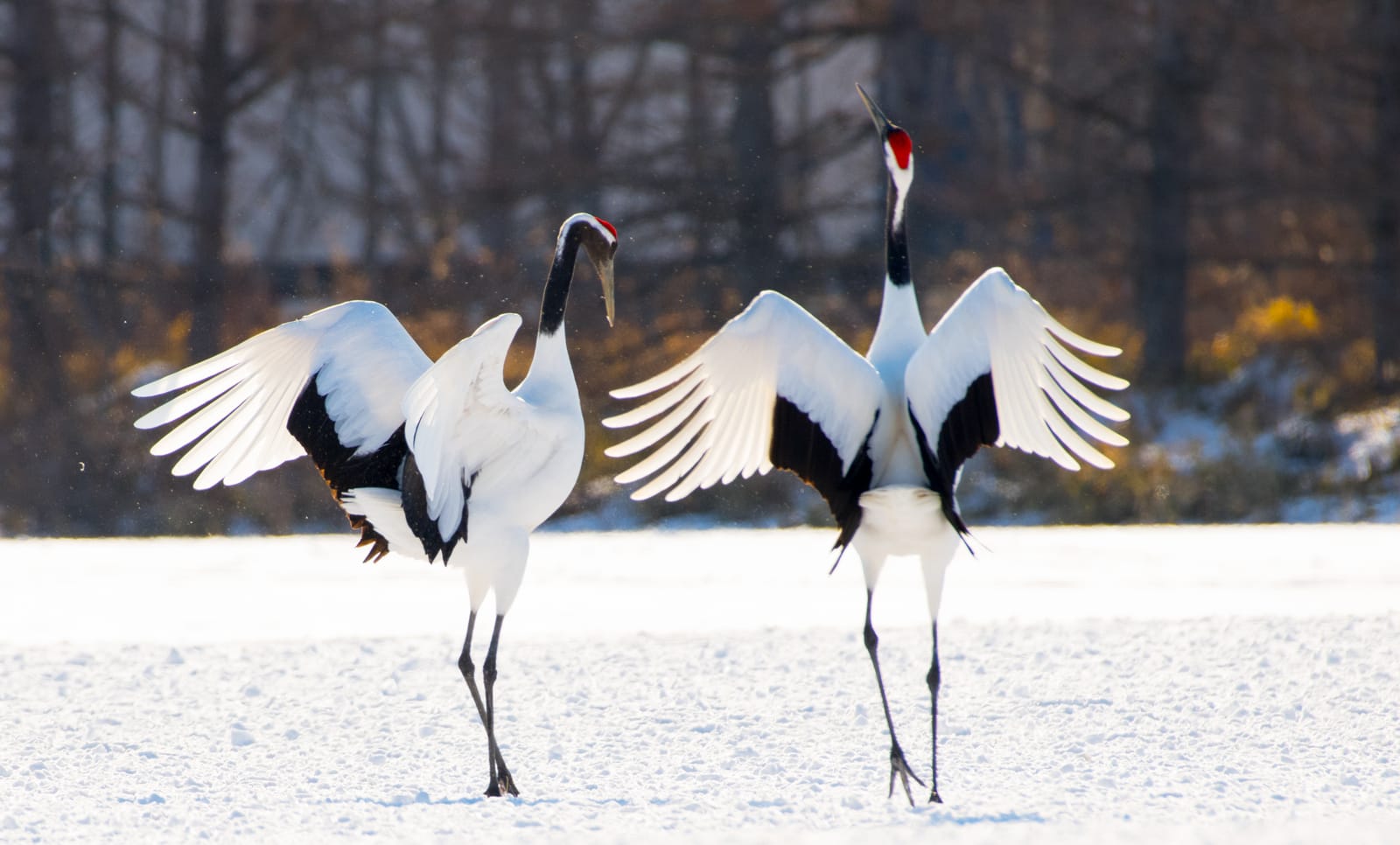 Two red-crowned cranes facing each other on snow, wings spread wide in their courtship dance, a bare forest behind
