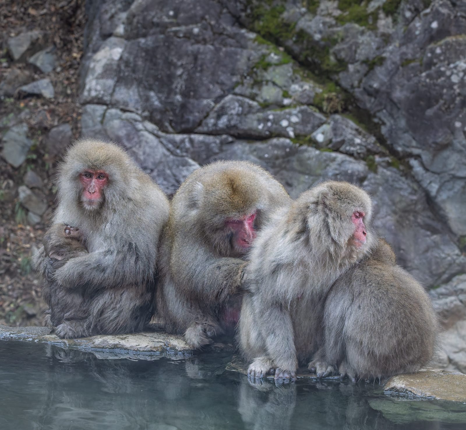 Three Japanese macaques huddled together on the stone edge of a steaming hot spring, one cradling an infant