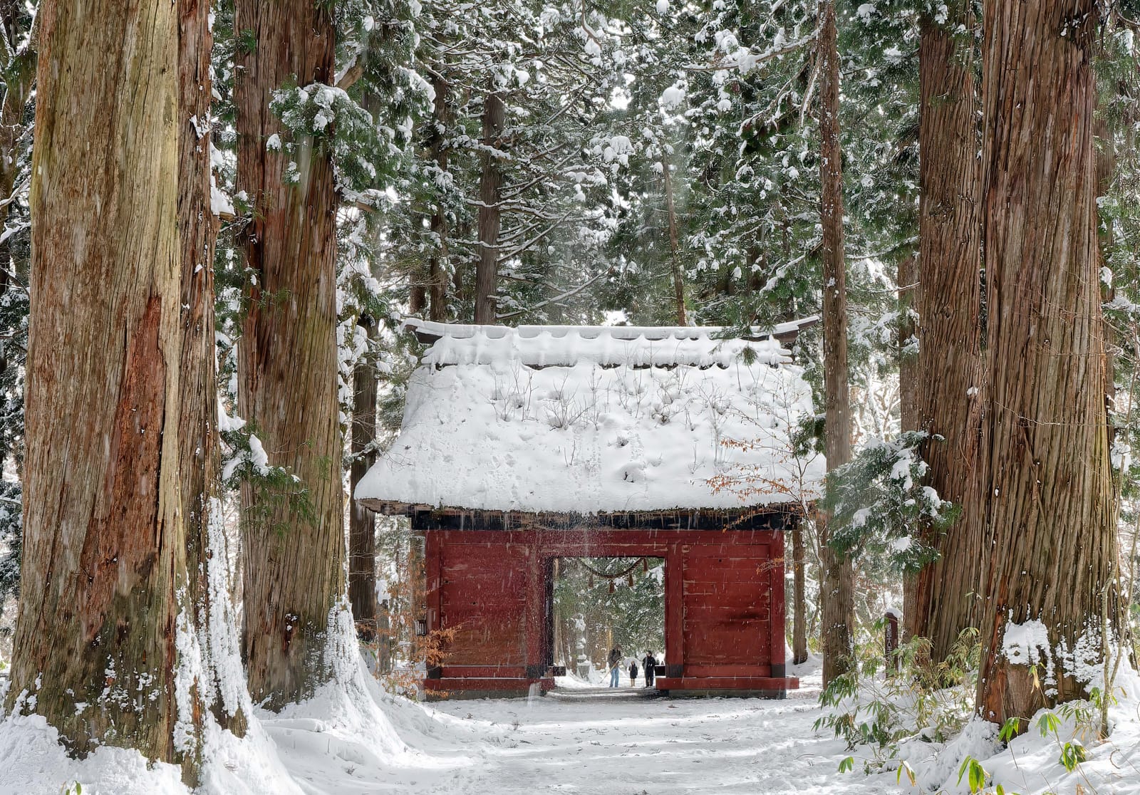The vermilion Zuishinmon gate of Togakushi Shrine under a thick roof of snow, between towering cedars on the approach