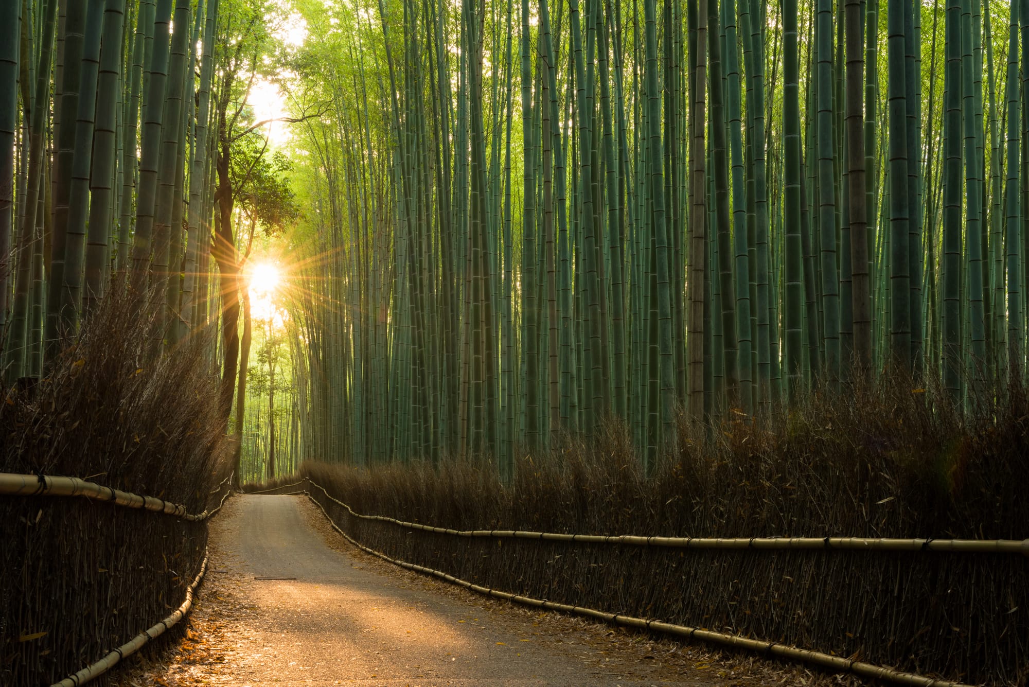 A sunlit path running between tall green bamboo stems, low fences of woven brushwood along both sides, the sun breaking through the stems on the left