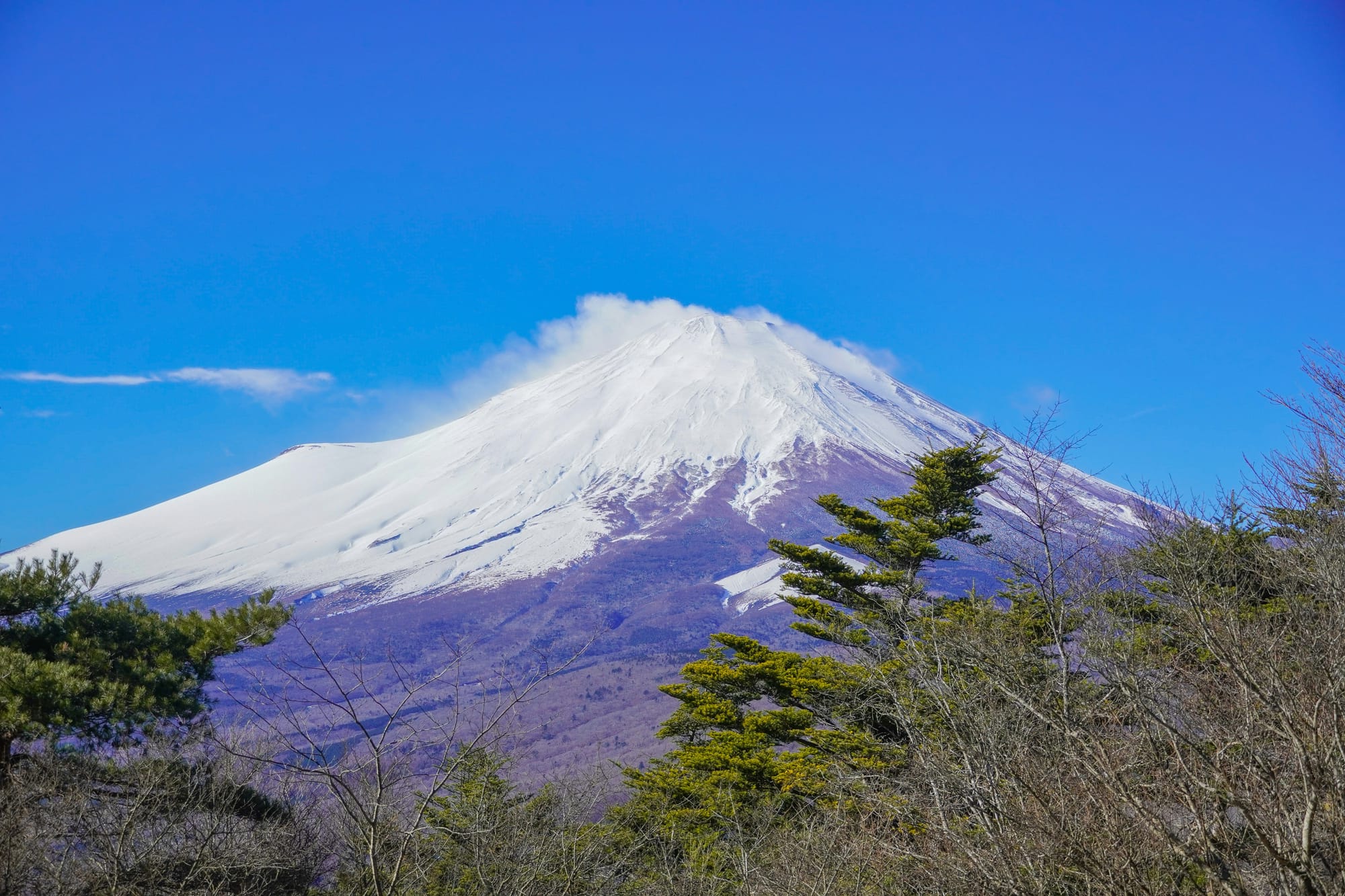 Mount Fuji under snow against a clear blue sky, seen from Gotemba above a foreground of pine and bare winter trees