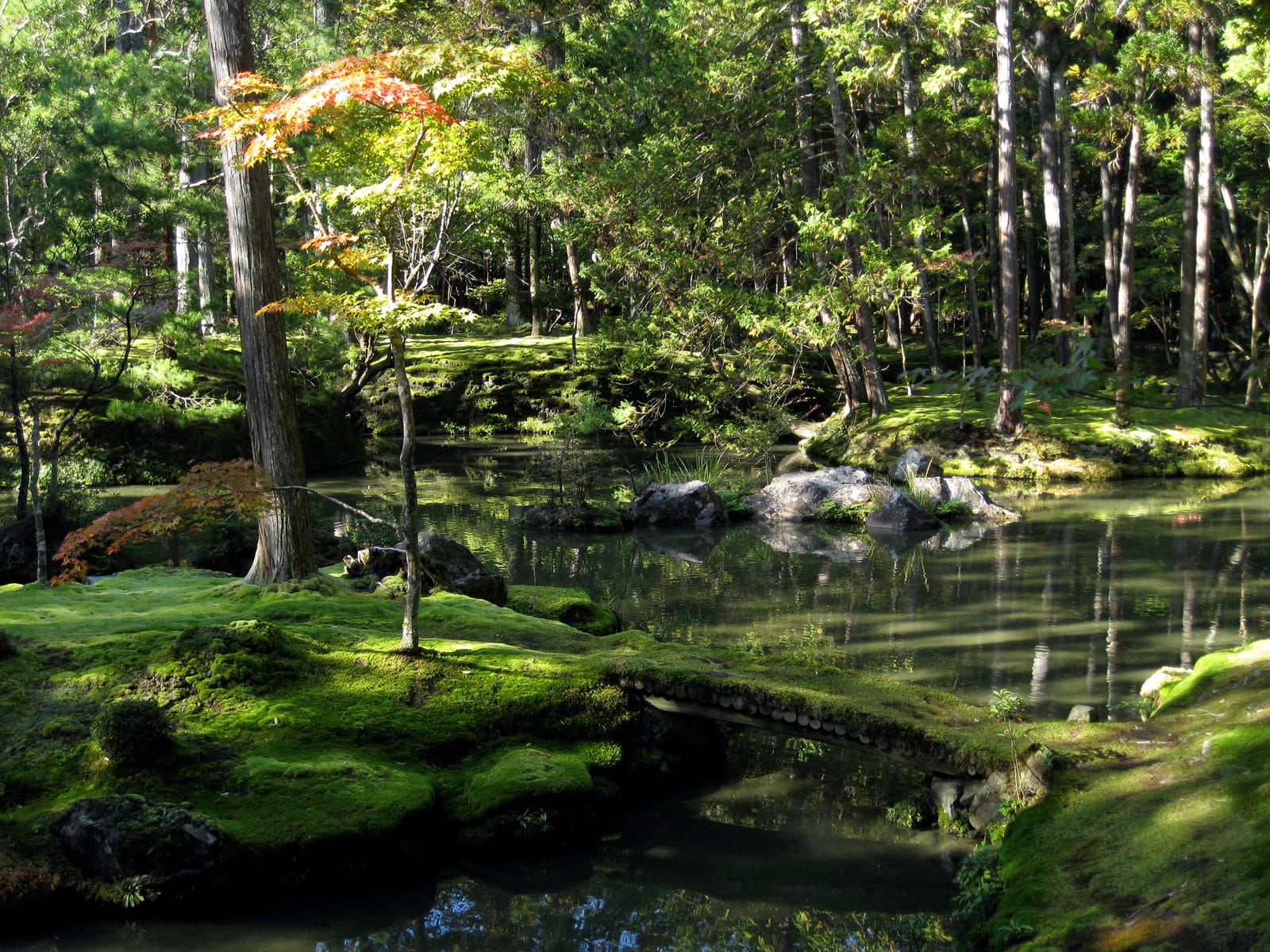 A pond garden carpeted in moss under tall trees, a small arched bridge furred with moss over still water, a few maples beginning to turn