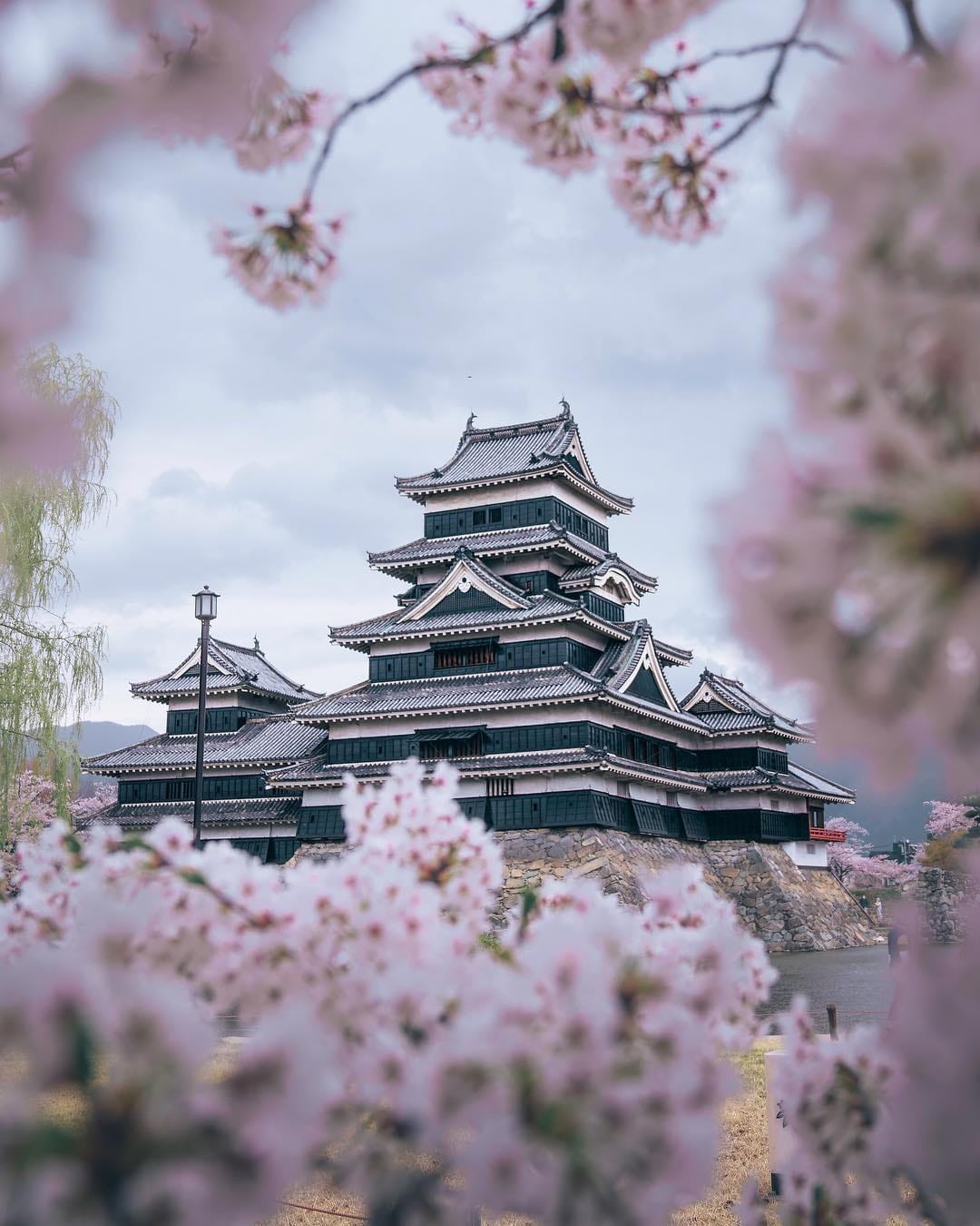 Matsumoto Castle's black keep framed by cherry blossom branches above its moat