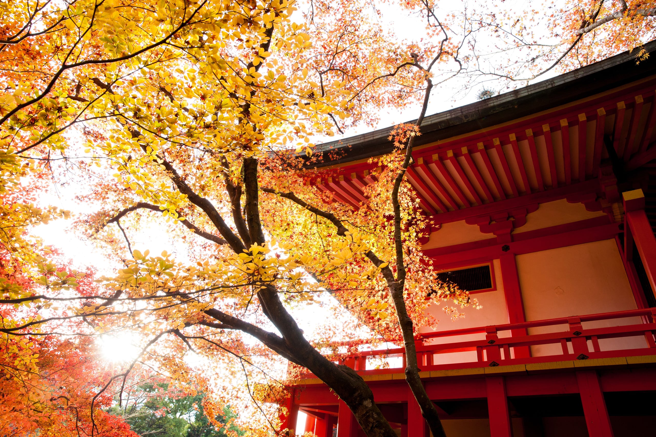 Backlit gold and red maple branches before a vermilion and white temple pavilion in autumn