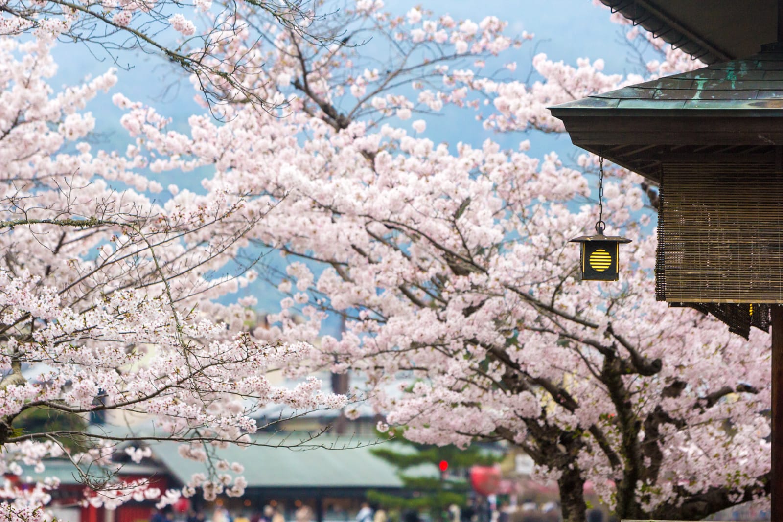 A hanging temple lantern and tiled eave framed by cherry blossom on a Kyoto hillside