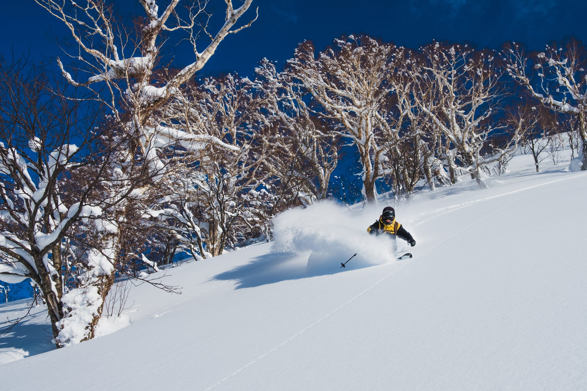 A skier in black and yellow carving through deep powder, a cloud of snow behind, beside snow-laden birch trees under a deep blue sky